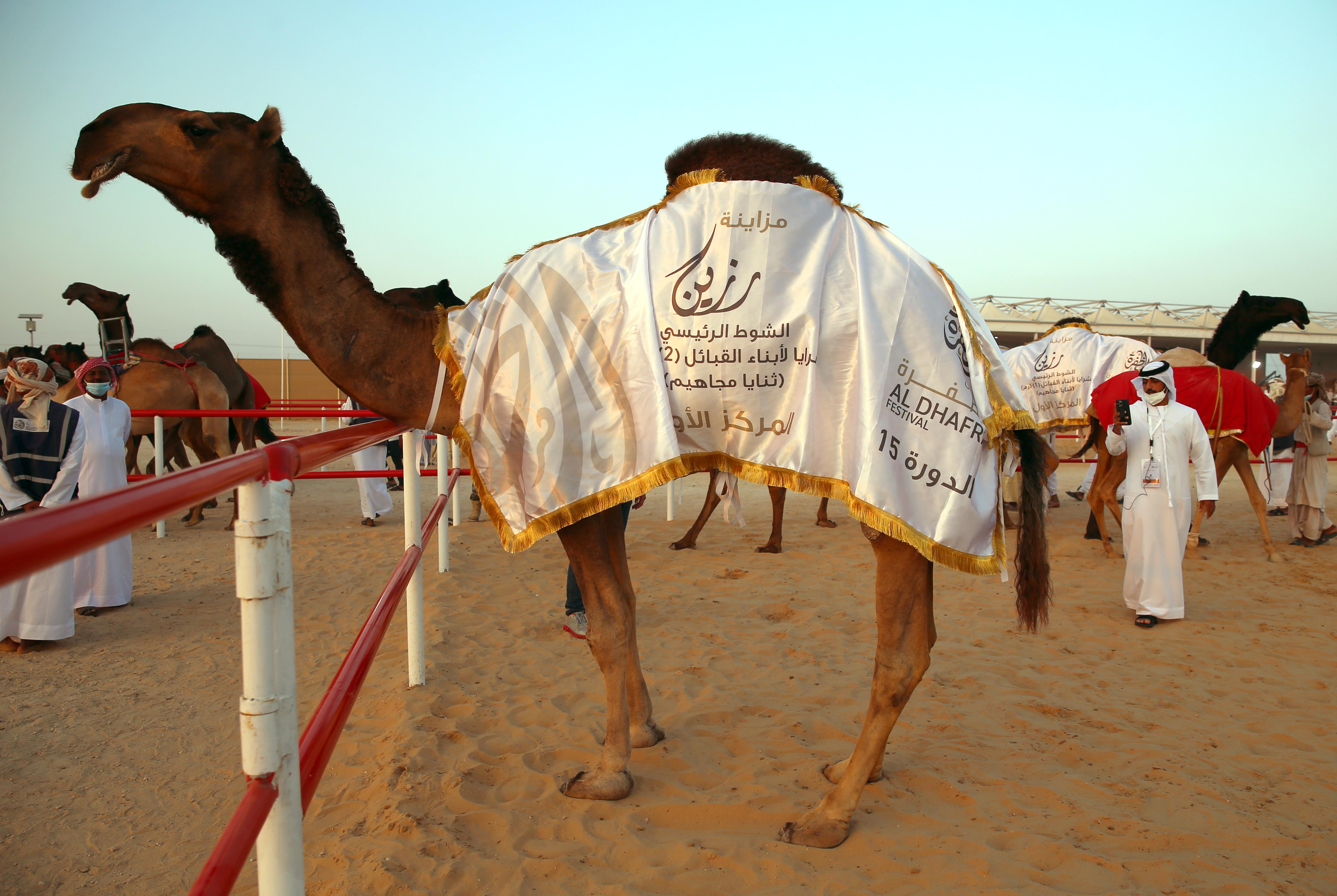 مزاينة رزين تتوج الفائزين بأشواط الثنايا للمحليات والمجاهيم والمهجنات الأصايل