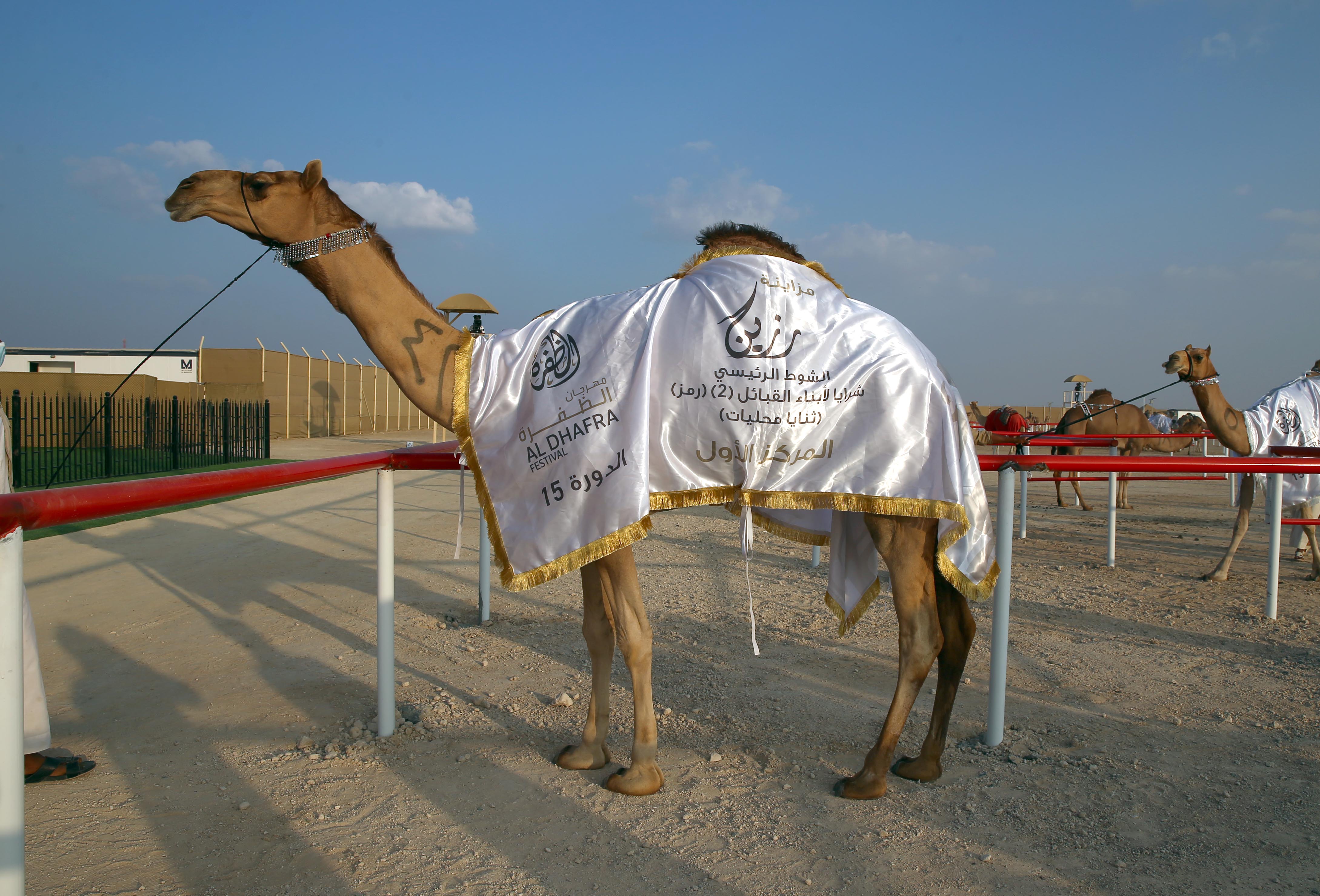 مزاينة رزين تتوج الفائزين بأشواط الثنايا للمحليات والمجاهيم والمهجنات الأصايل