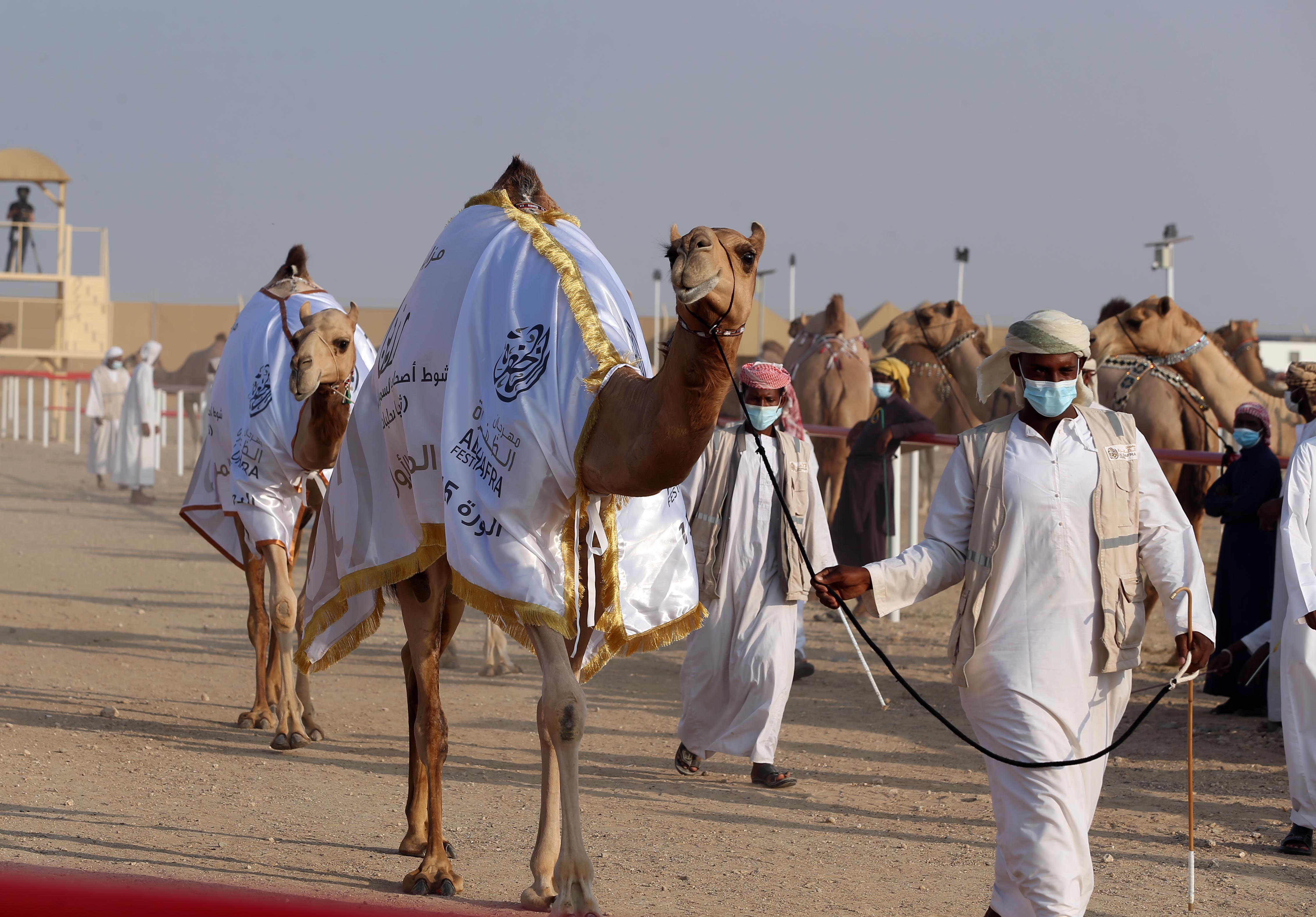 مزاينة رزين تتوج الفائزين بأشواط الثنايا للمحليات والمجاهيم والمهجنات الأصايل