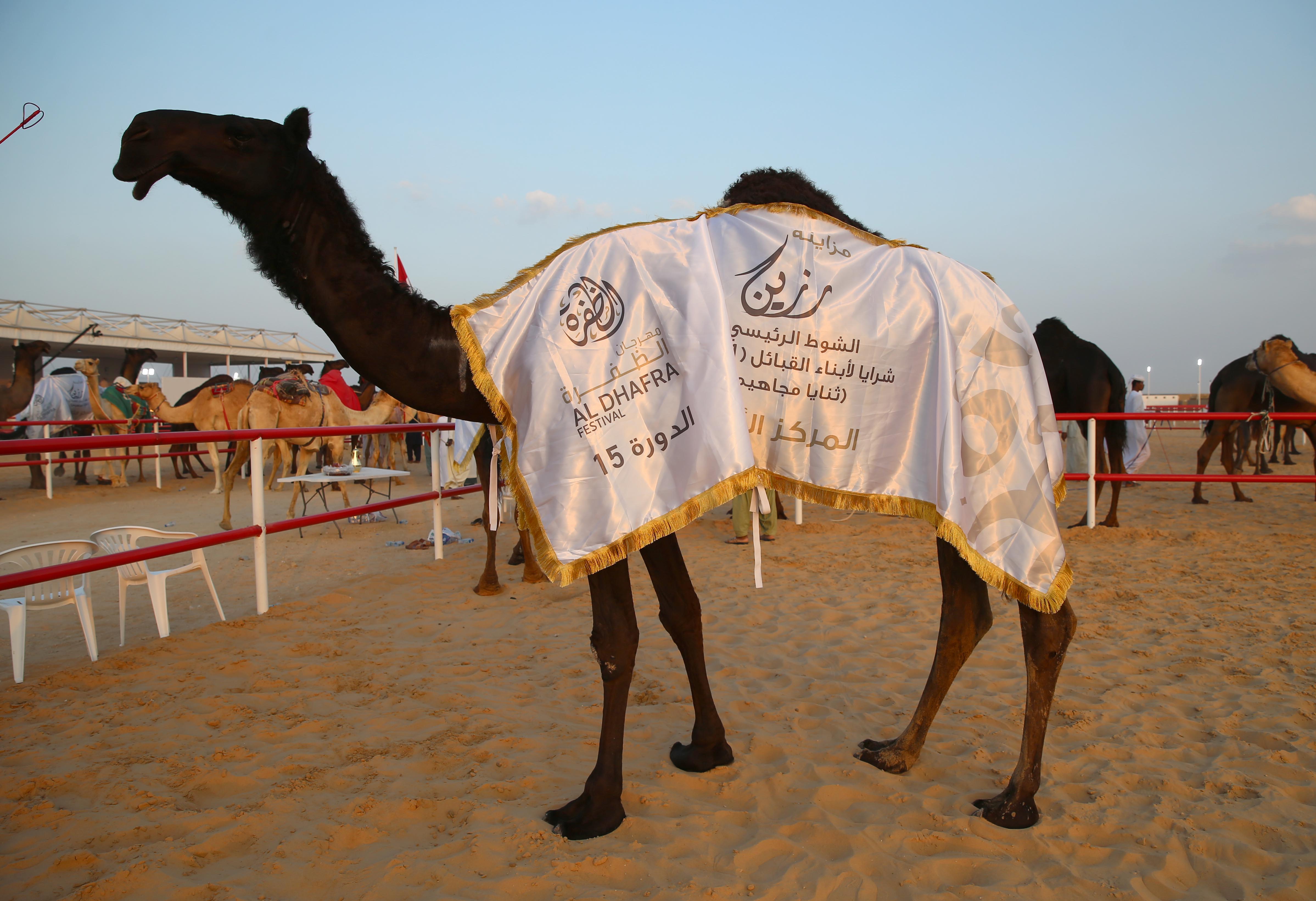 مزاينة رزين تتوج الفائزين بأشواط الثنايا للمحليات والمجاهيم والمهجنات الأصايل