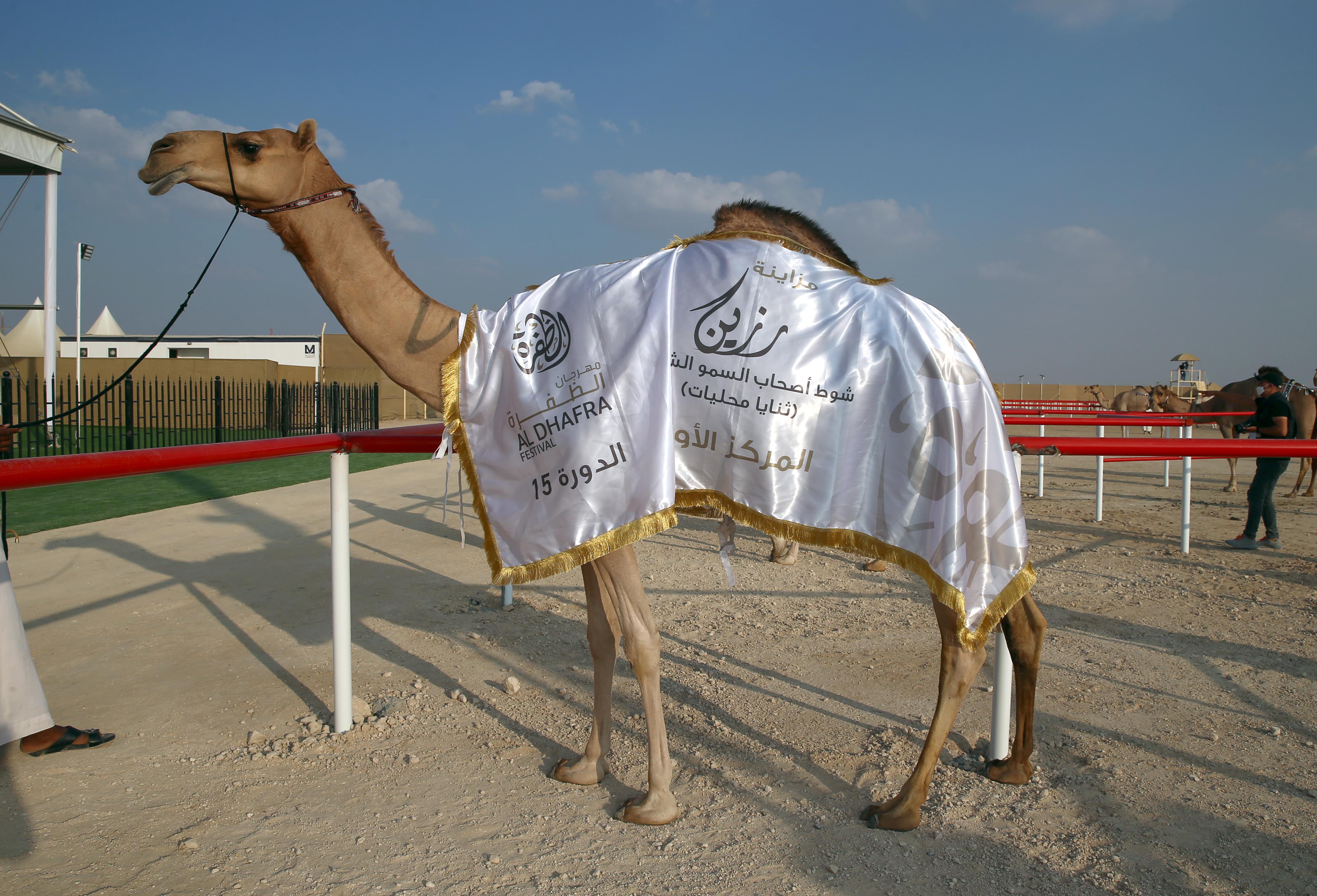 مزاينة رزين تتوج الفائزين بأشواط الثنايا للمحليات والمجاهيم والمهجنات الأصايل