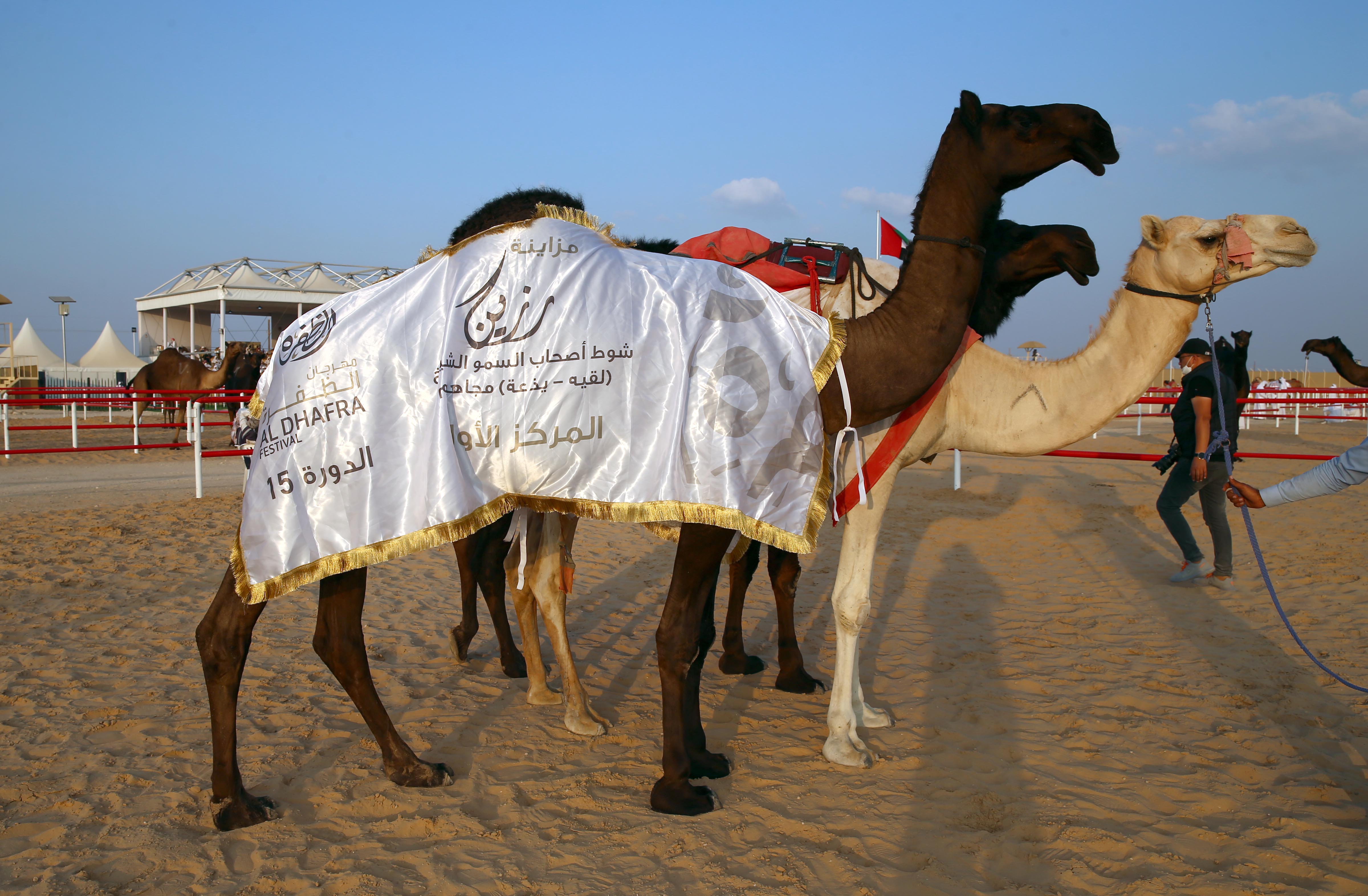 مزاينة رزين تتوج الفائزين بأشواط الثنايا للمحليات والمجاهيم والمهجنات الأصايل