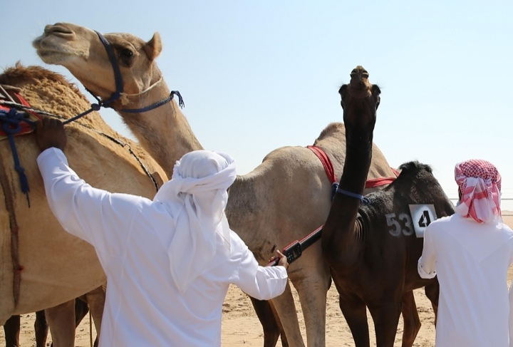 مزاينة مدينة زايد  تبدأ ترصيص الإبل المشاركة يوم غد الجمعة