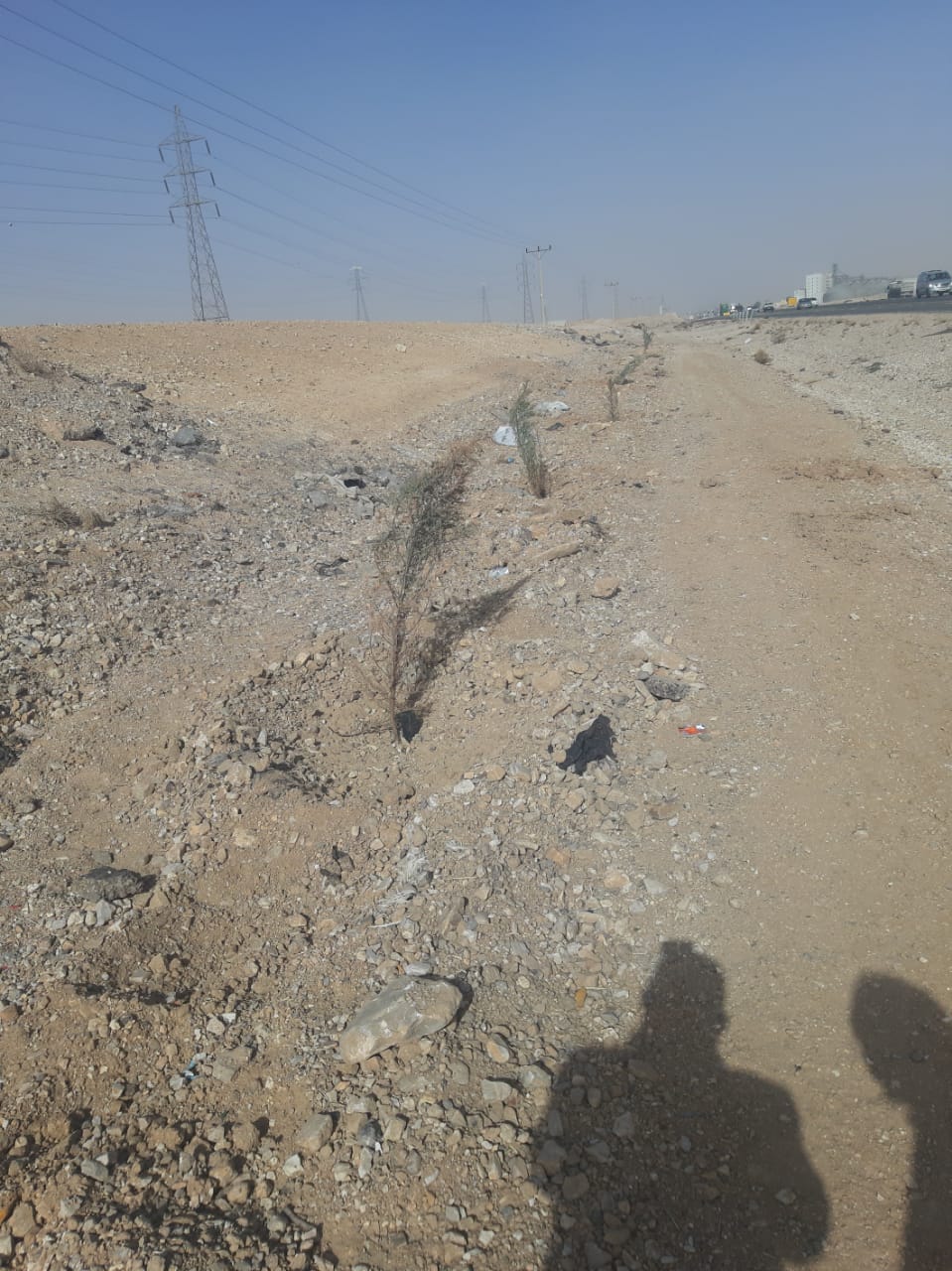 الزراعة المباشرة في زراعة الأشجار الحرجية في مداخل المحافظات الجنوبية والخط الصحراوي 