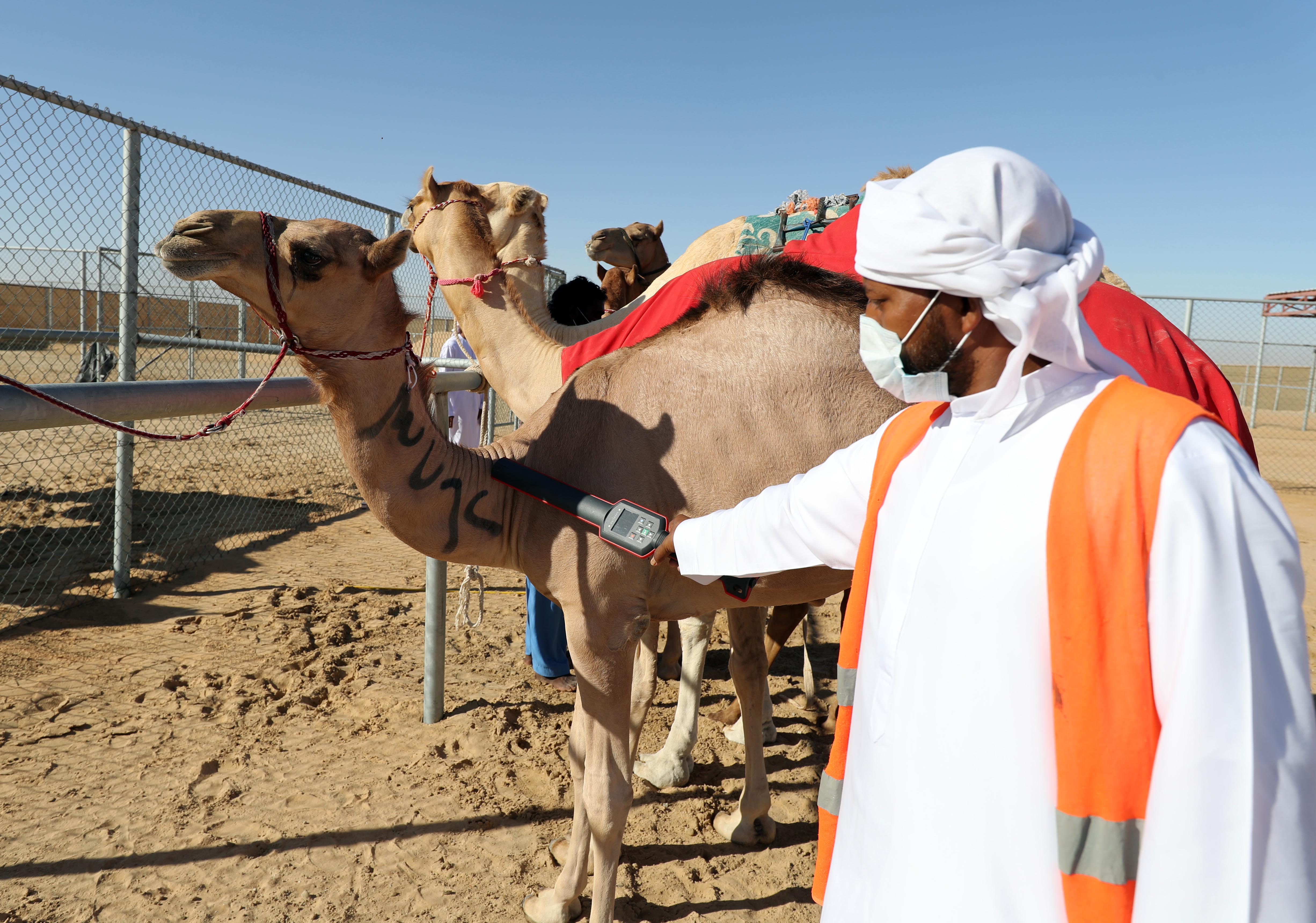 مزاينة مدينة زايد  تبدأ ترصيص الإبل المشاركة يوم غد الجمعة