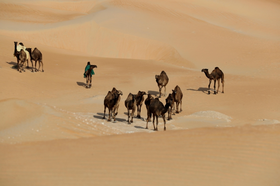 مزاينة مدينة زايد (المحطة الثالثة) بمهرجان الظفرة تنطلق غداً الثلاثاء