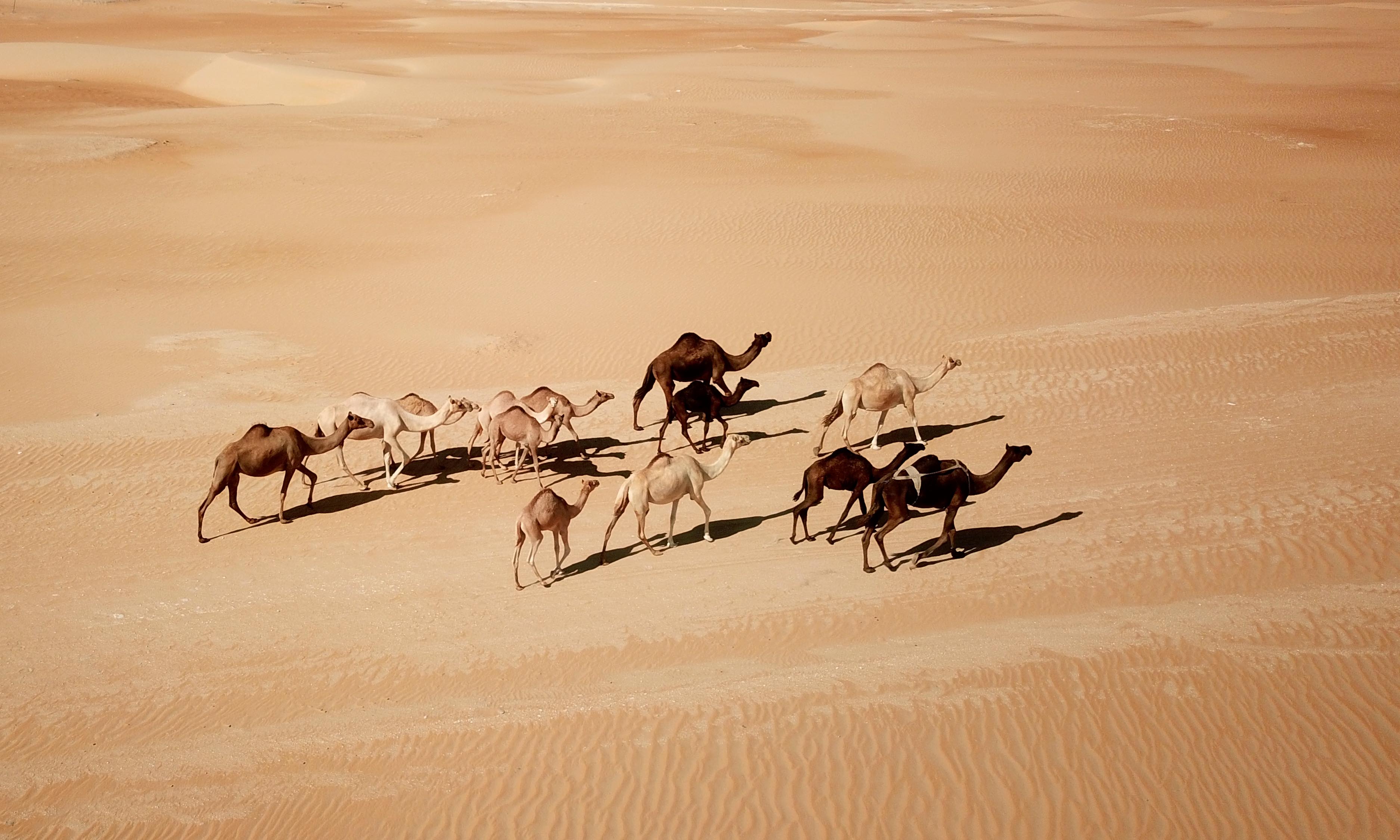 مزاينة مدينة زايد (المحطة الثالثة) بمهرجان الظفرة تنطلق غداً الثلاثاء