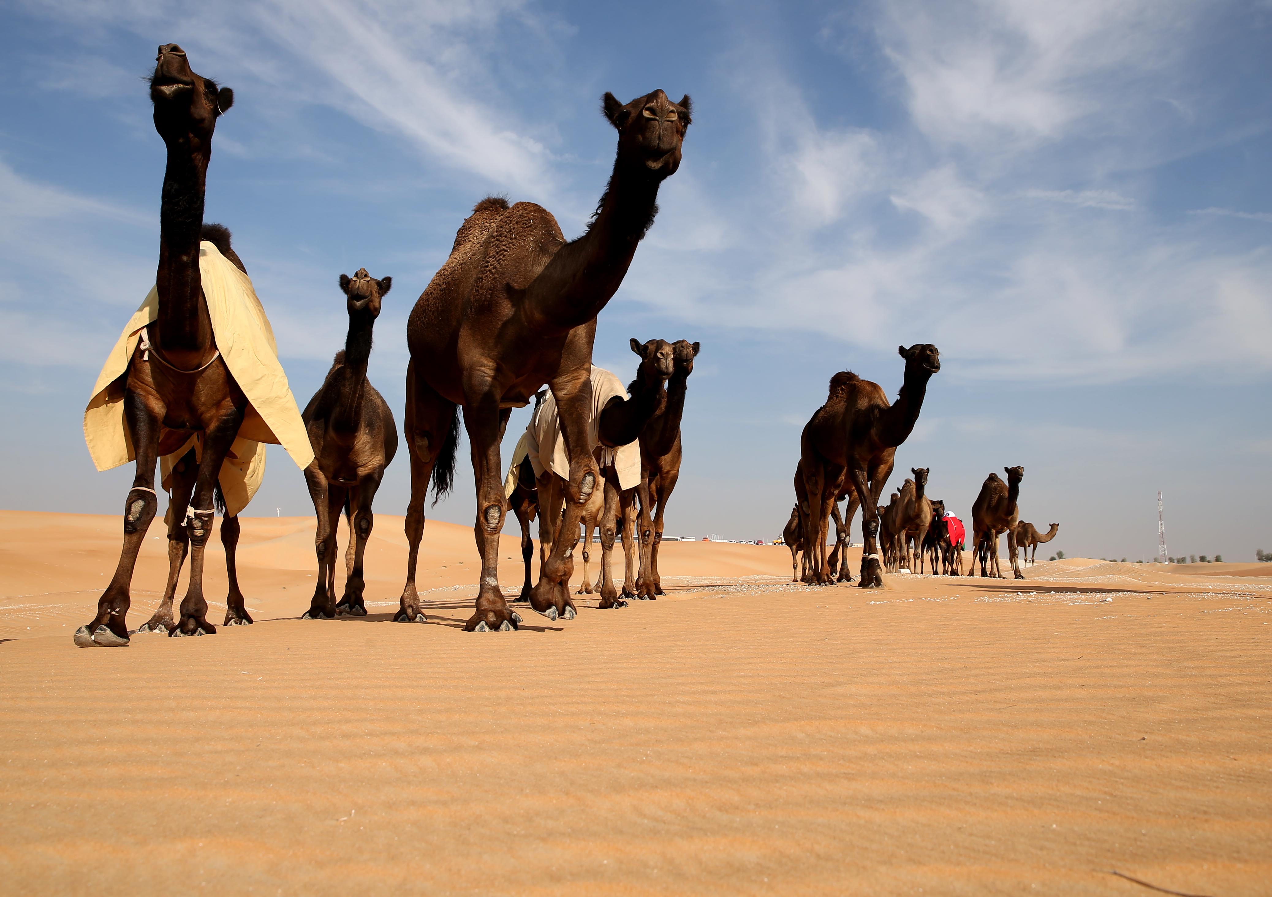 مزاينة مدينة زايد (المحطة الثالثة) بمهرجان الظفرة تنطلق غداً الثلاثاء