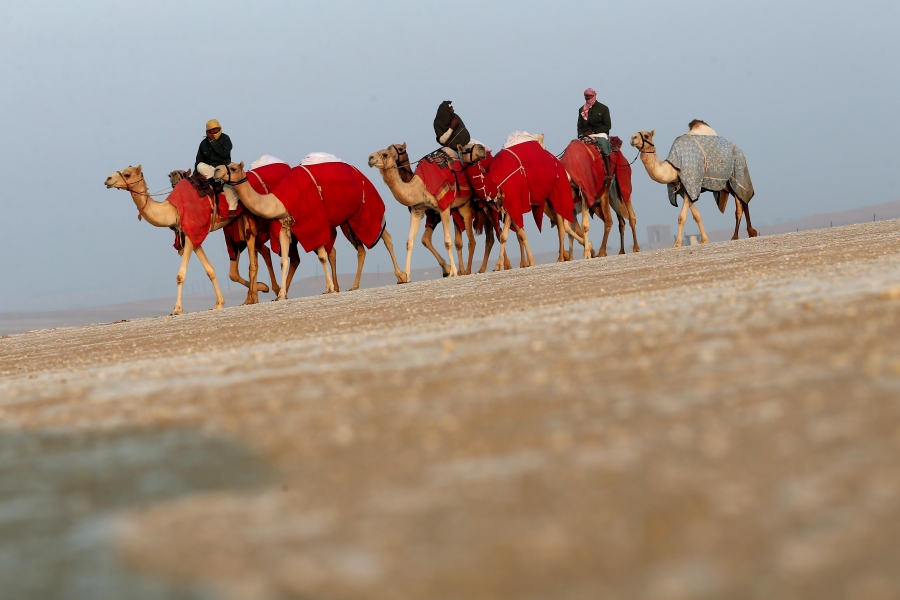 مزاينة مدينة زايد في مهرجان الظفرة 15 تبدأ استقبال قوافل الإبل