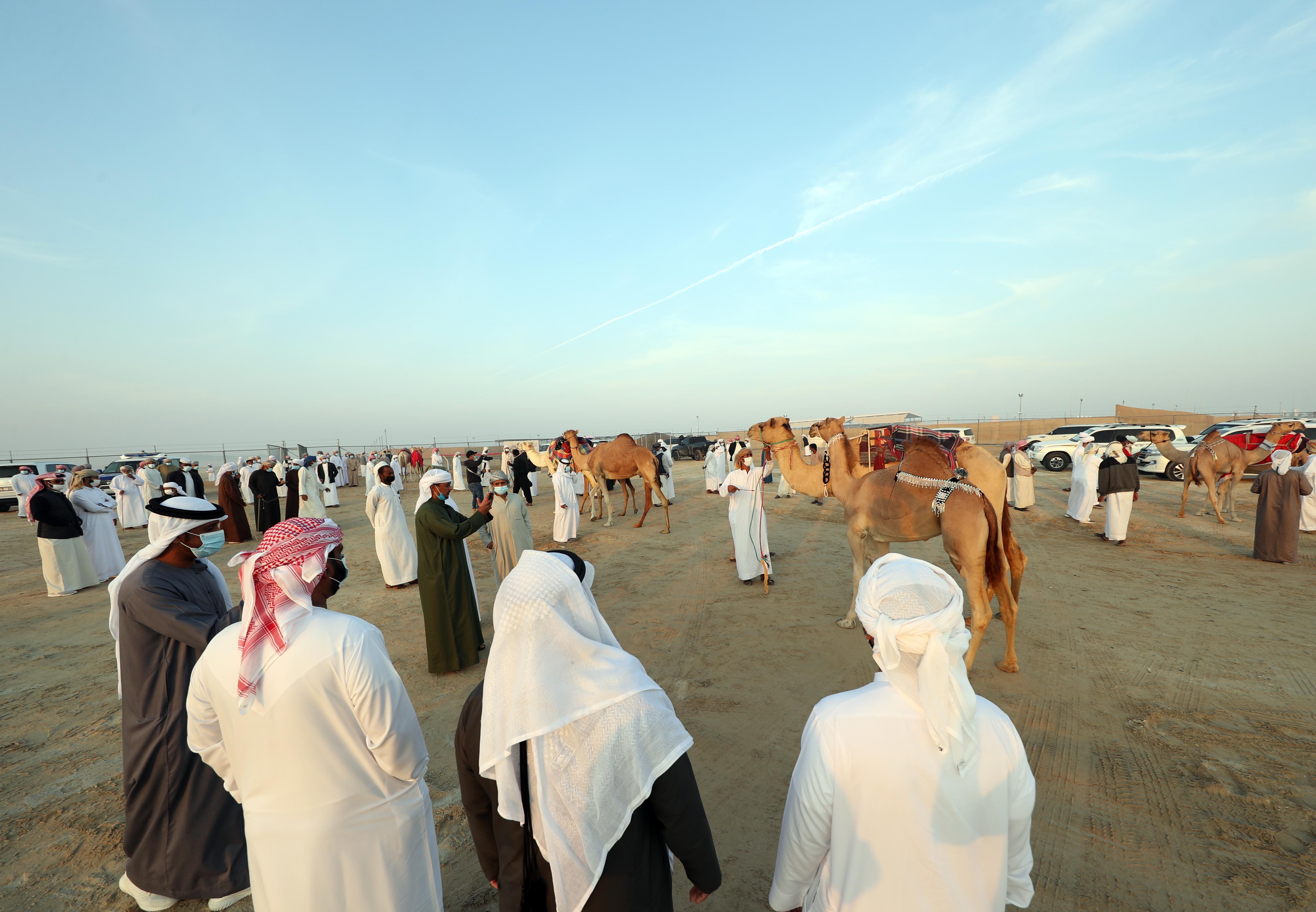 مزاينة مدينة زايد في مهرجان الظفرة 15 تبدأ استقبال قوافل الإبل