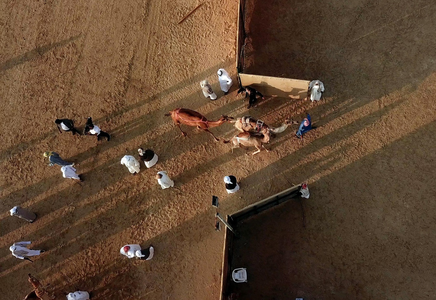 مزاينة مدينة زايد في مهرجان الظفرة 15 تبدأ استقبال قوافل الإبل