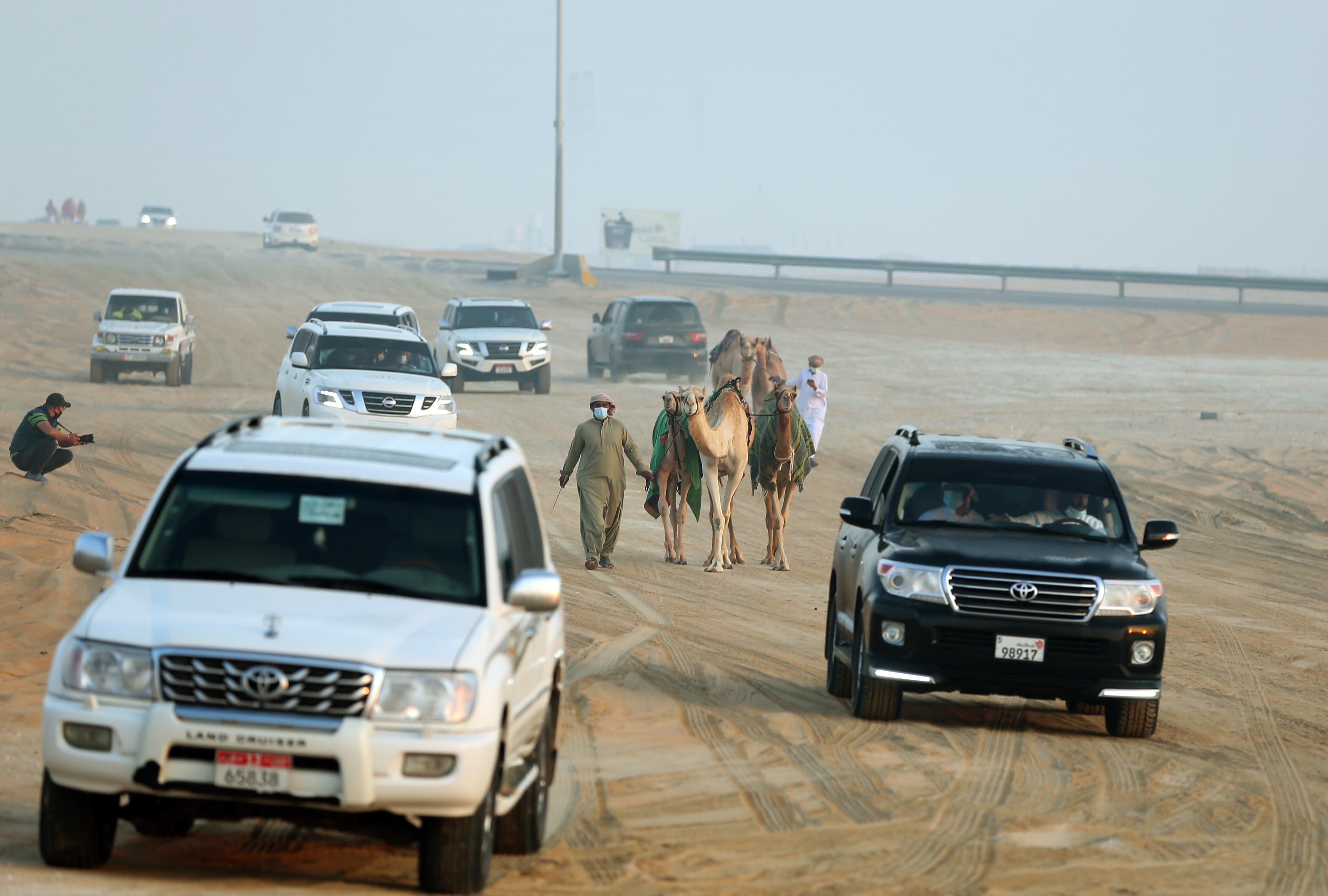 مزاينة مدينة زايد في مهرجان الظفرة 15 تبدأ استقبال قوافل الإبل