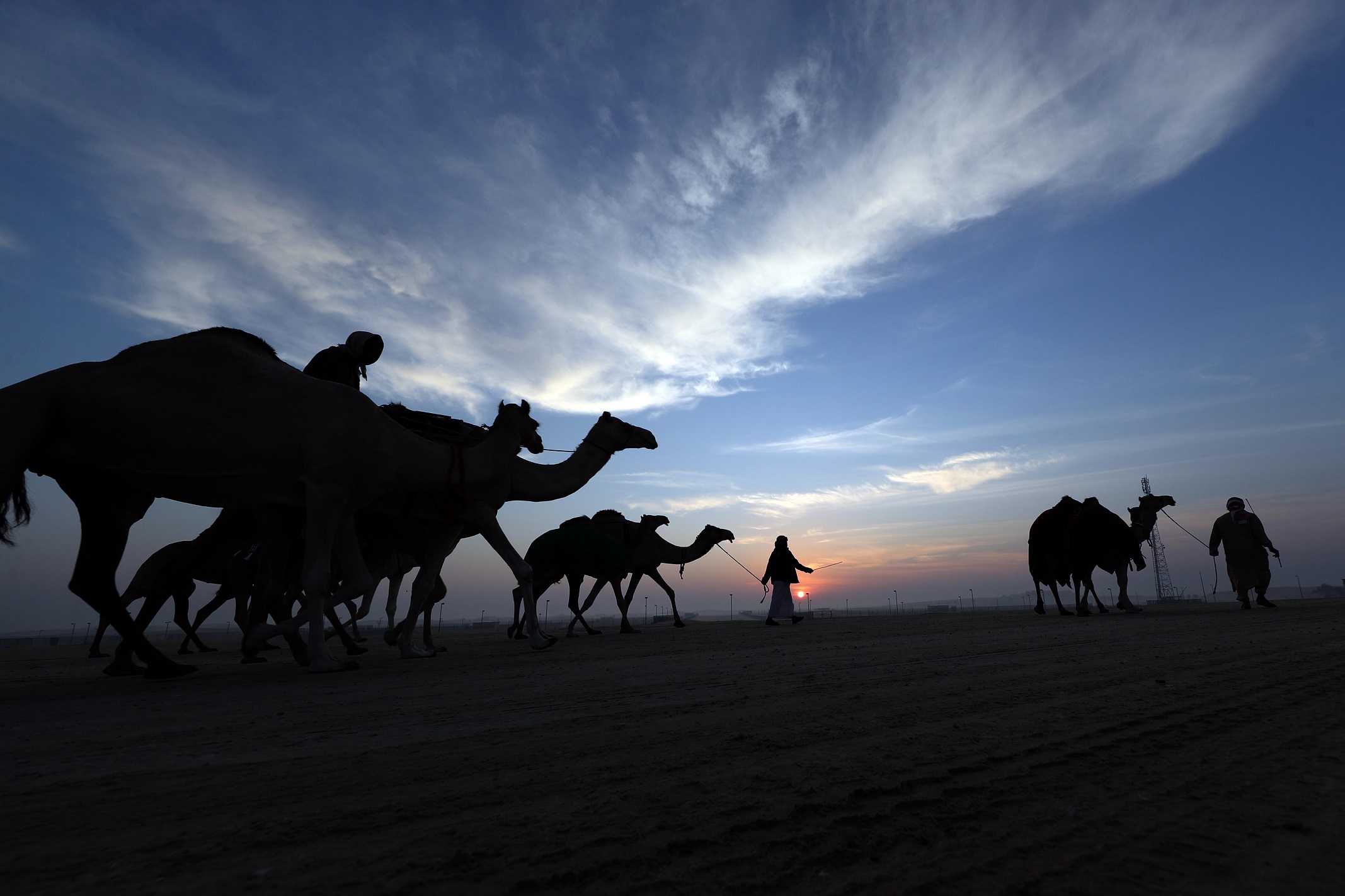 مزاينة مدينة زايد في مهرجان الظفرة 15 تبدأ استقبال قوافل الإبل