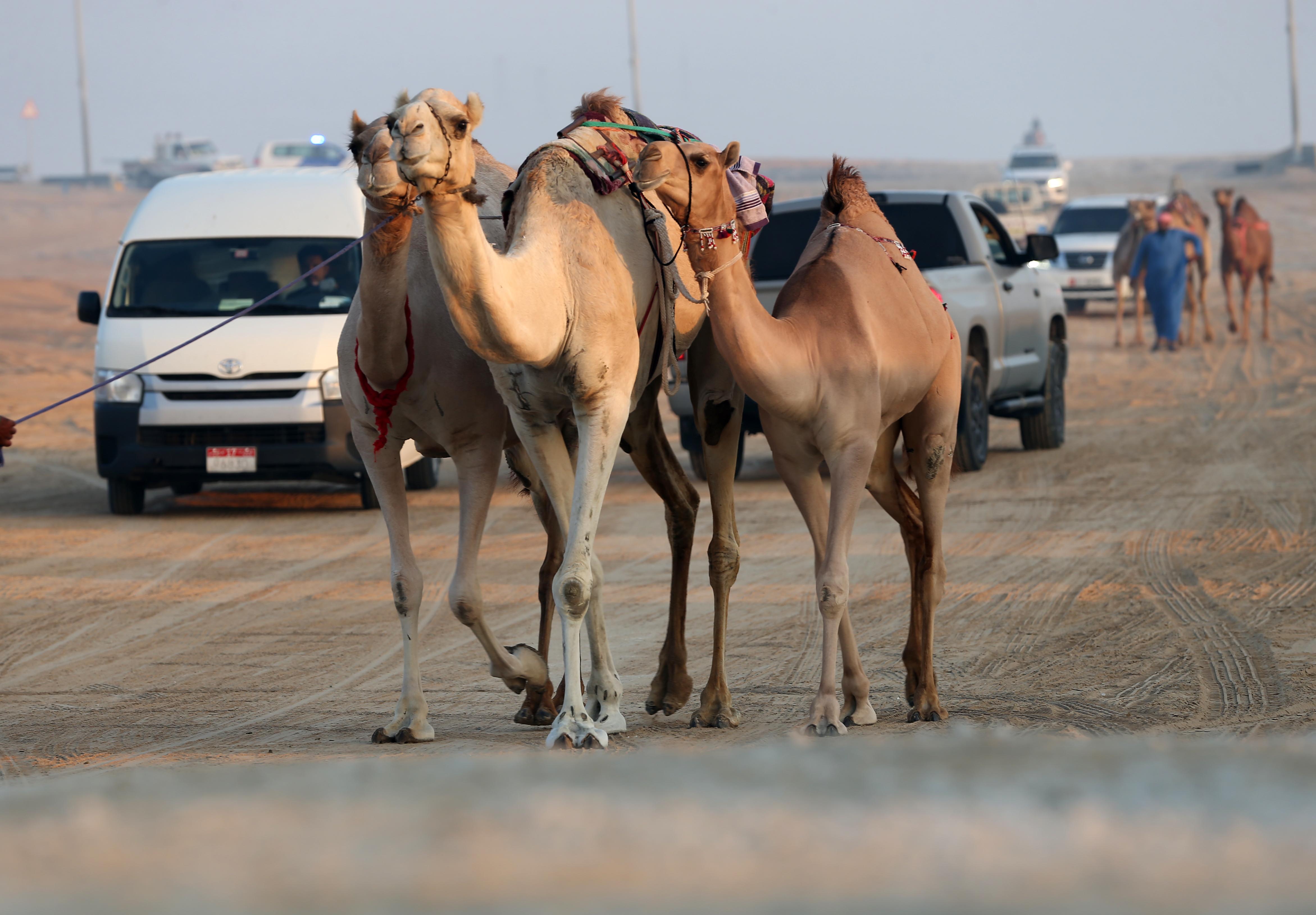 مزاينة مدينة زايد في مهرجان الظفرة 15 تبدأ استقبال قوافل الإبل