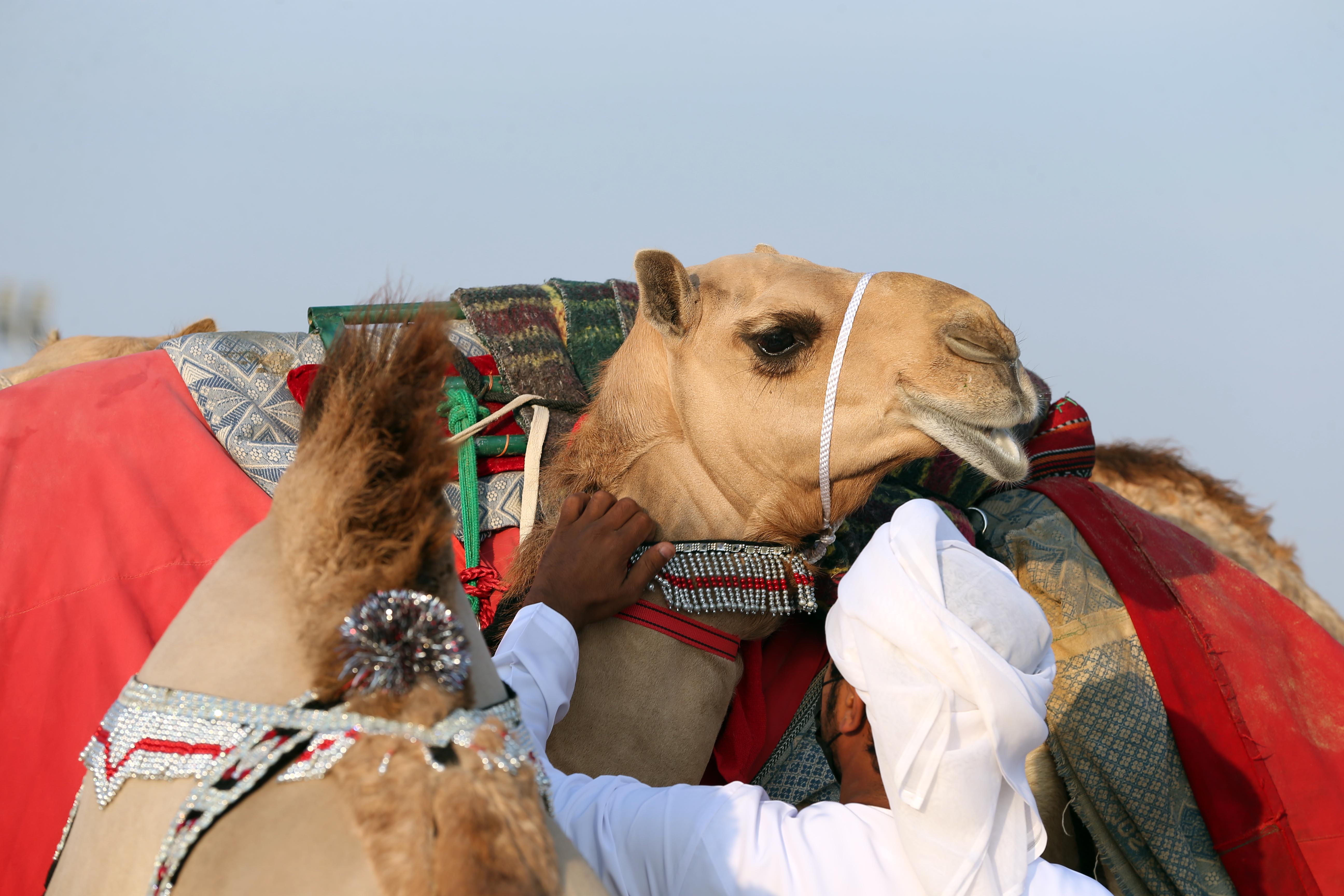 مزاينة مدينة زايد في مهرجان الظفرة 15 تبدأ استقبال قوافل الإبل