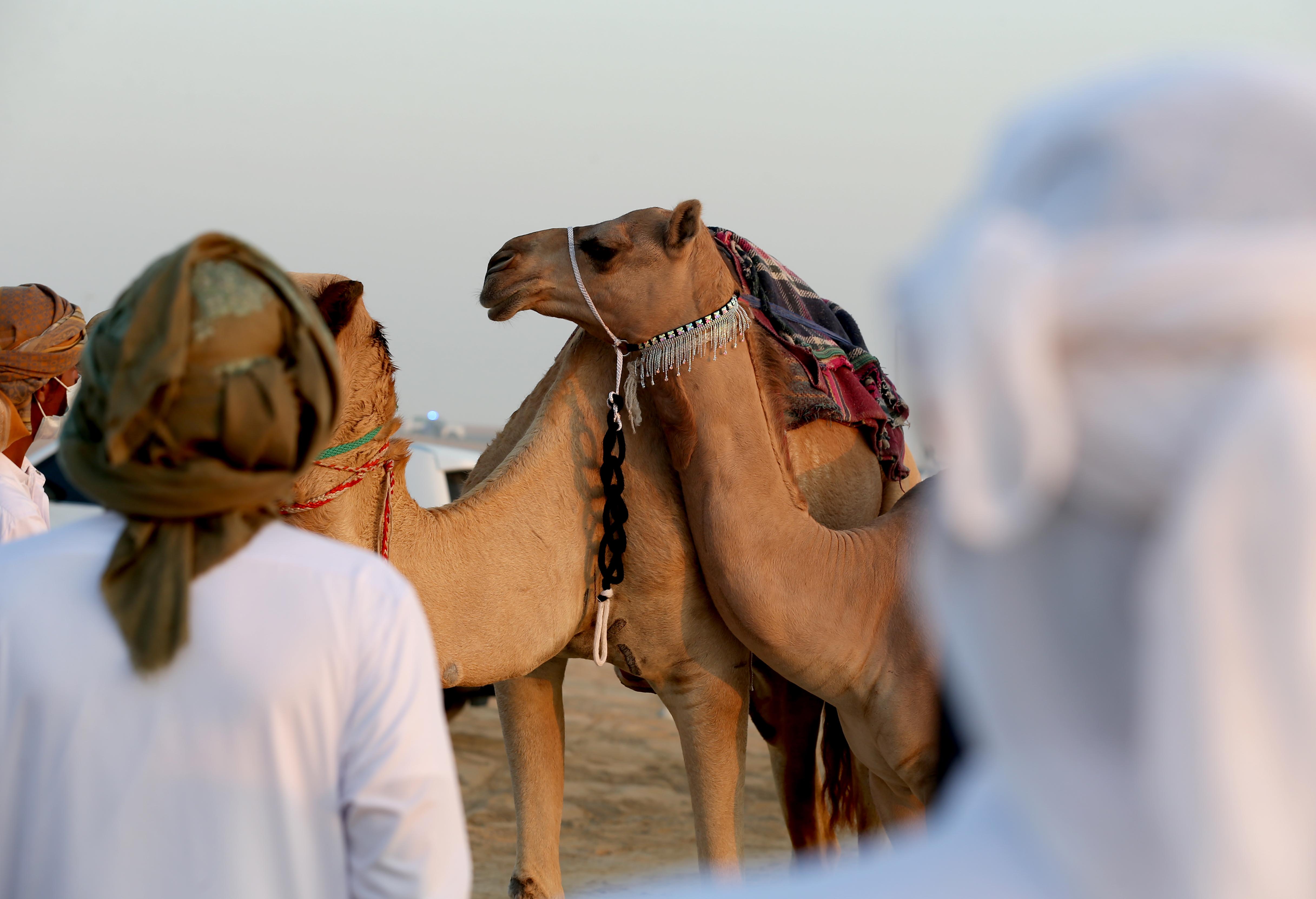 مزاينة مدينة زايد في مهرجان الظفرة 15 تبدأ استقبال قوافل الإبل