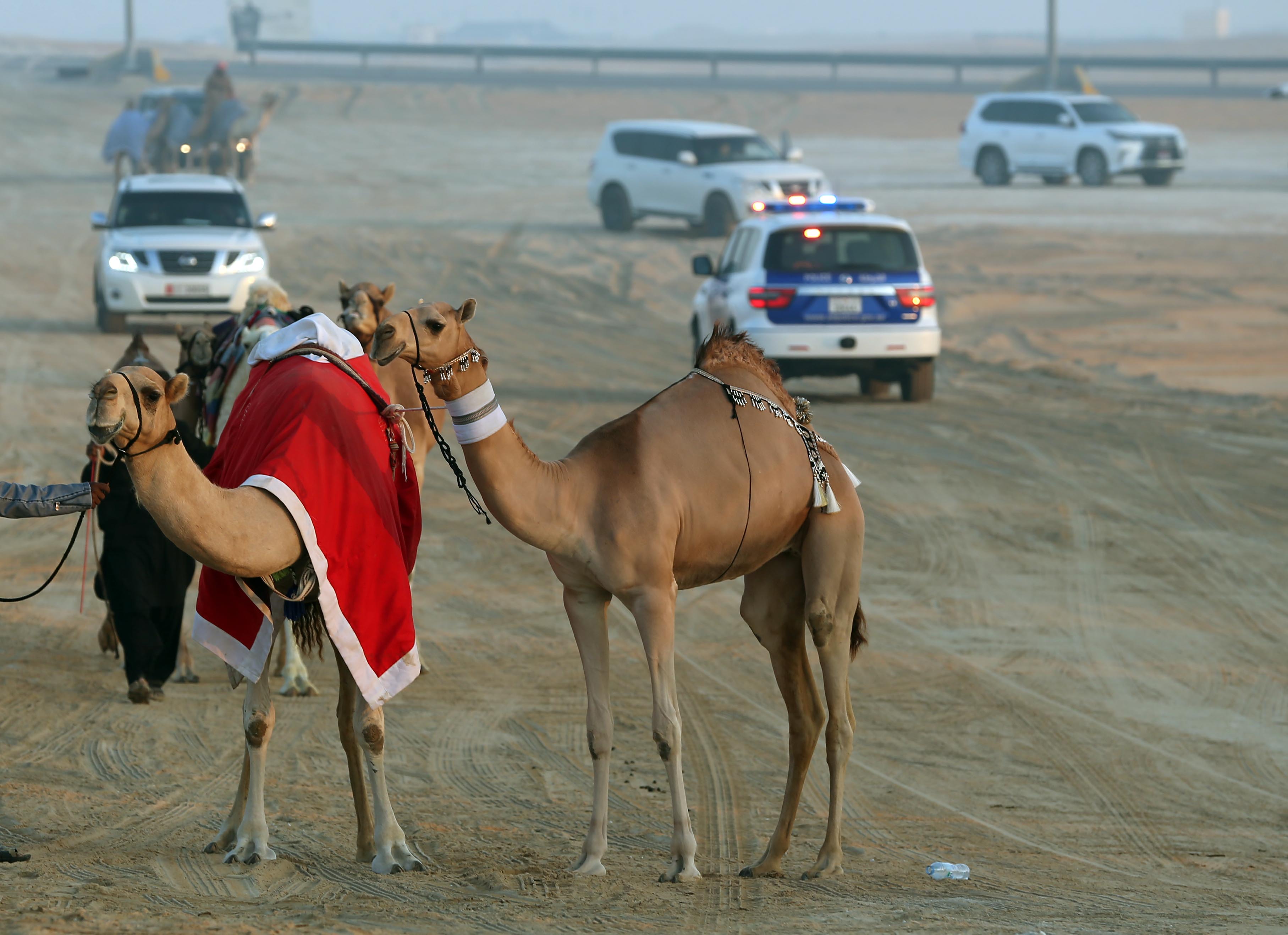 مزاينة مدينة زايد في مهرجان الظفرة 15 تبدأ استقبال قوافل الإبل