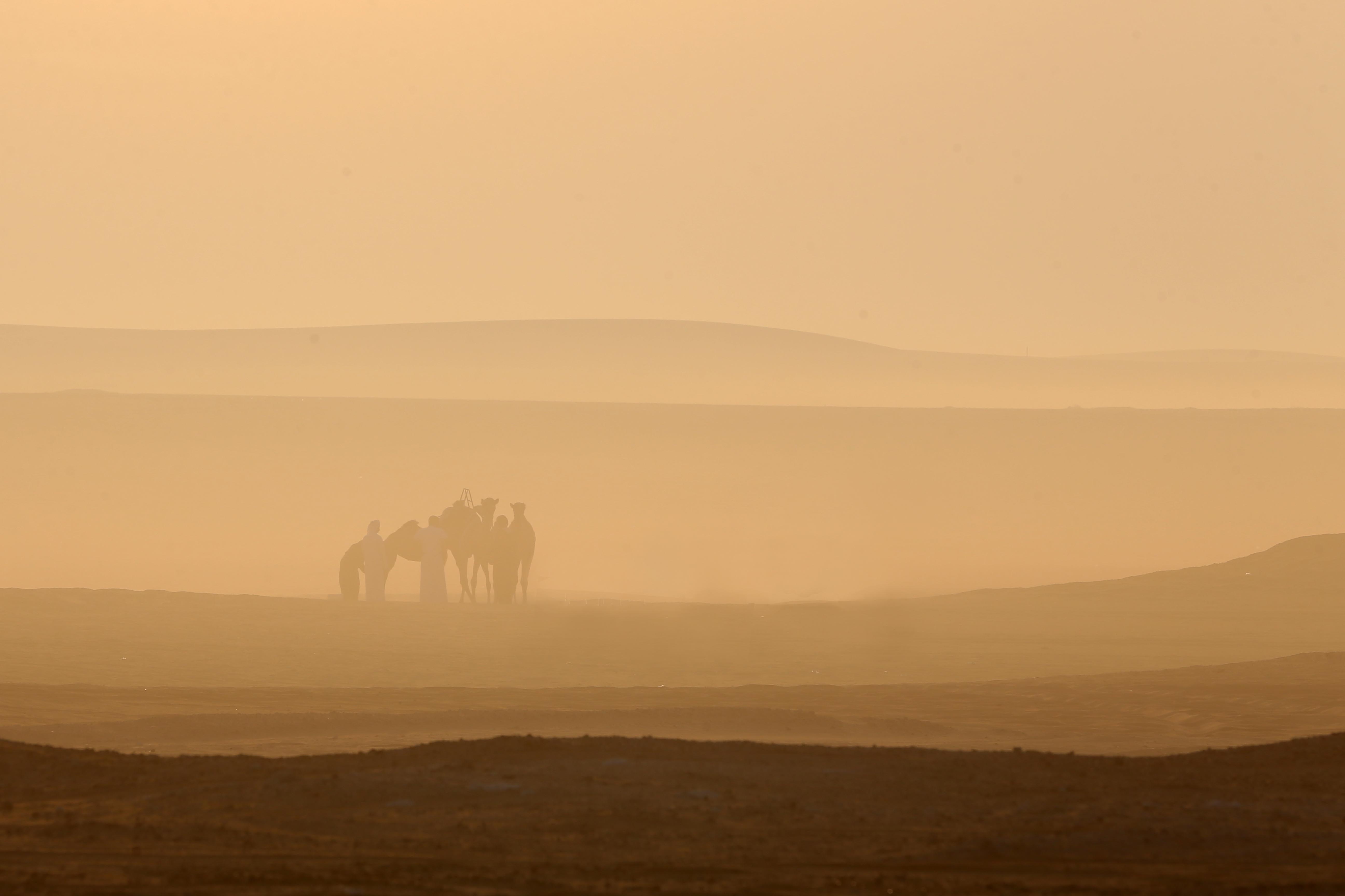 مزاينة مدينة زايد في مهرجان الظفرة 15 تبدأ استقبال قوافل الإبل