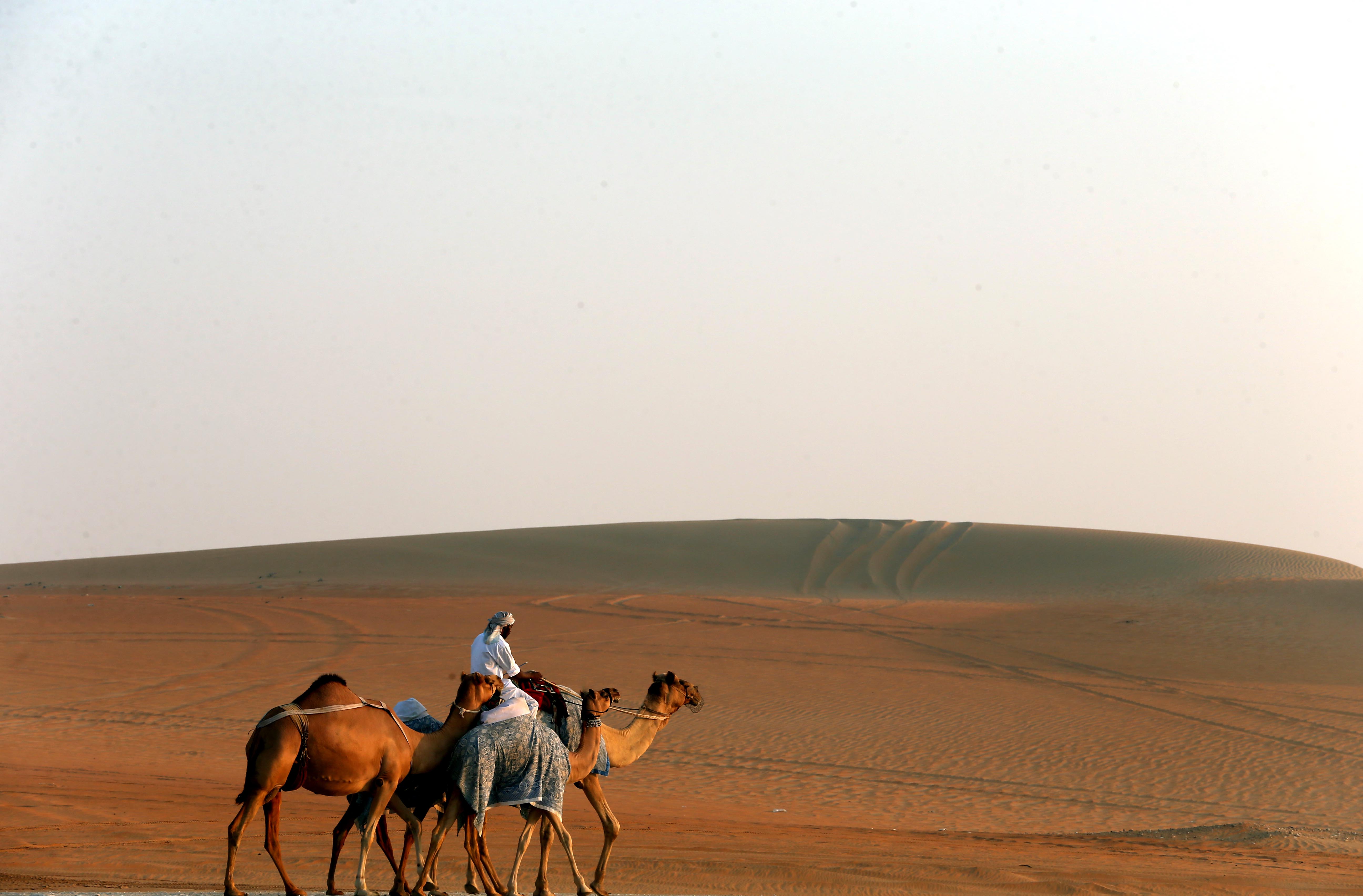 مزاينة مدينة زايد في مهرجان الظفرة 15 تبدأ استقبال قوافل الإبل