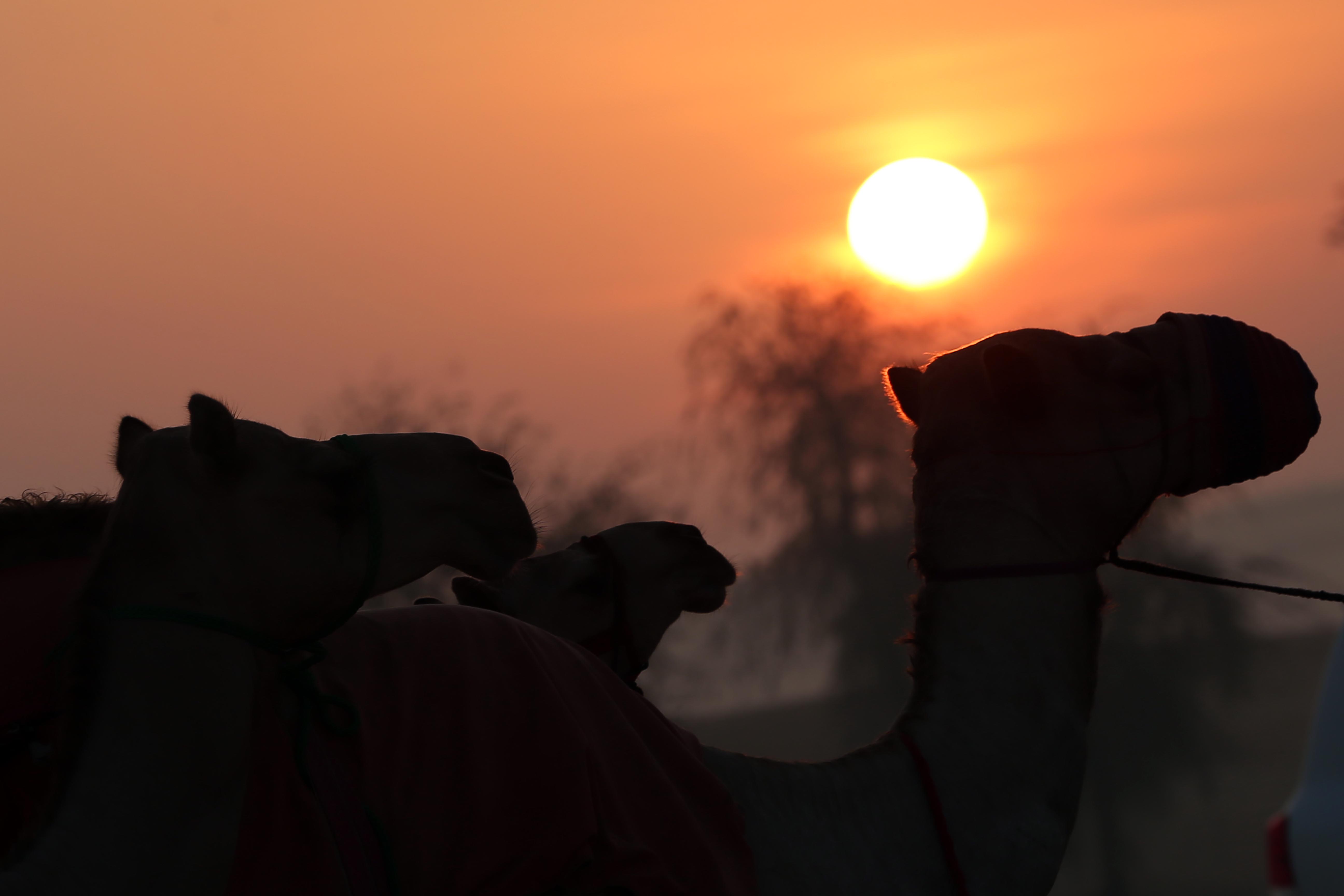 مزاينة مدينة زايد في مهرجان الظفرة 15 تبدأ استقبال قوافل الإبل