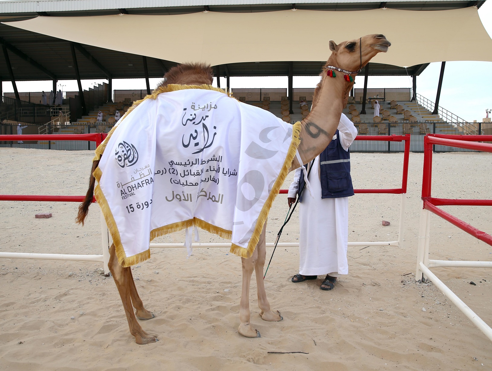 مزاينة مدينة زايد تتوج الفائزين بأشواط المفاريد المحليات والمهجنات الأصايل