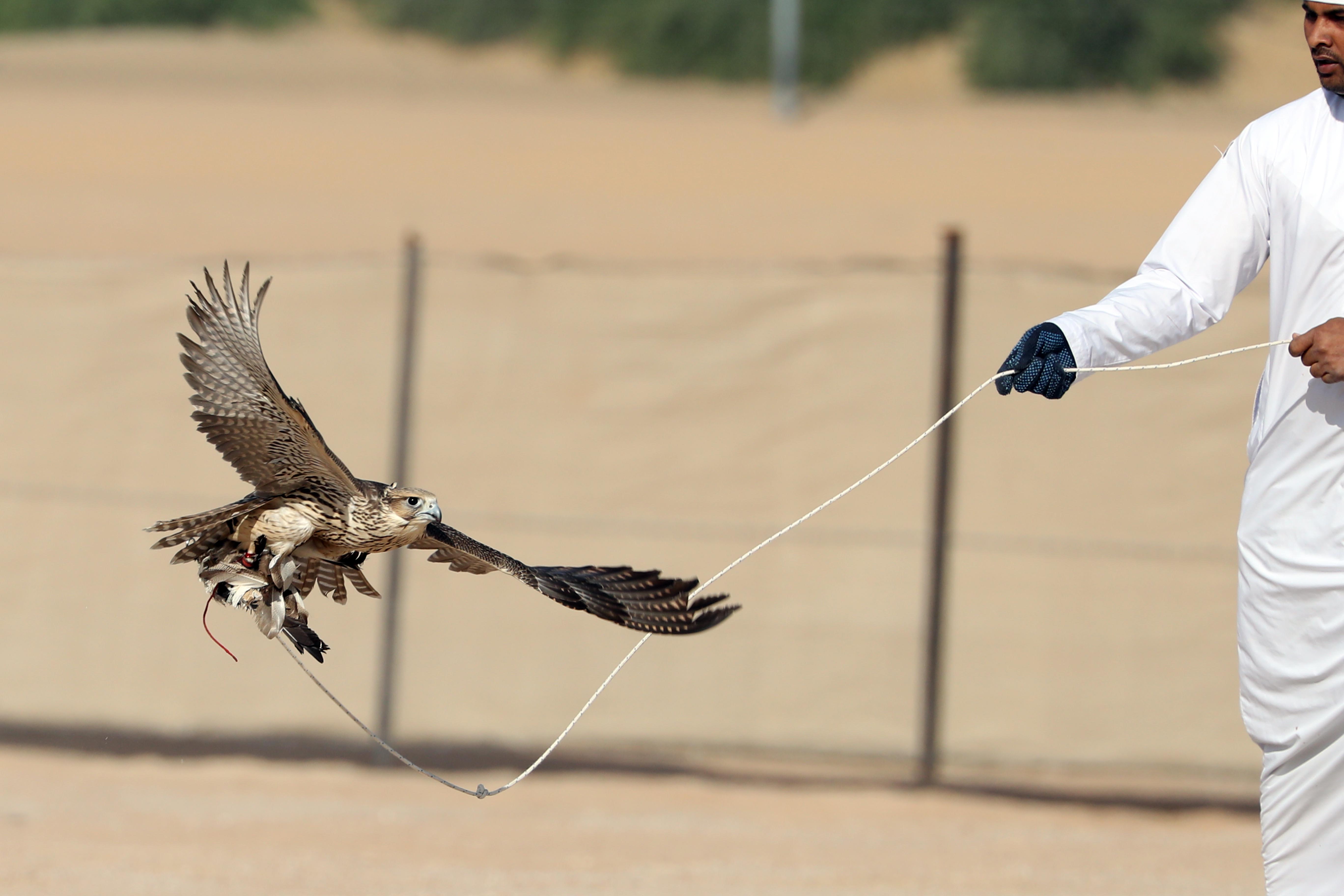 مزاينة مدينة زايد تتوج الفائزين بأشواط المفاريد المحليات والمهجنات الأصايل