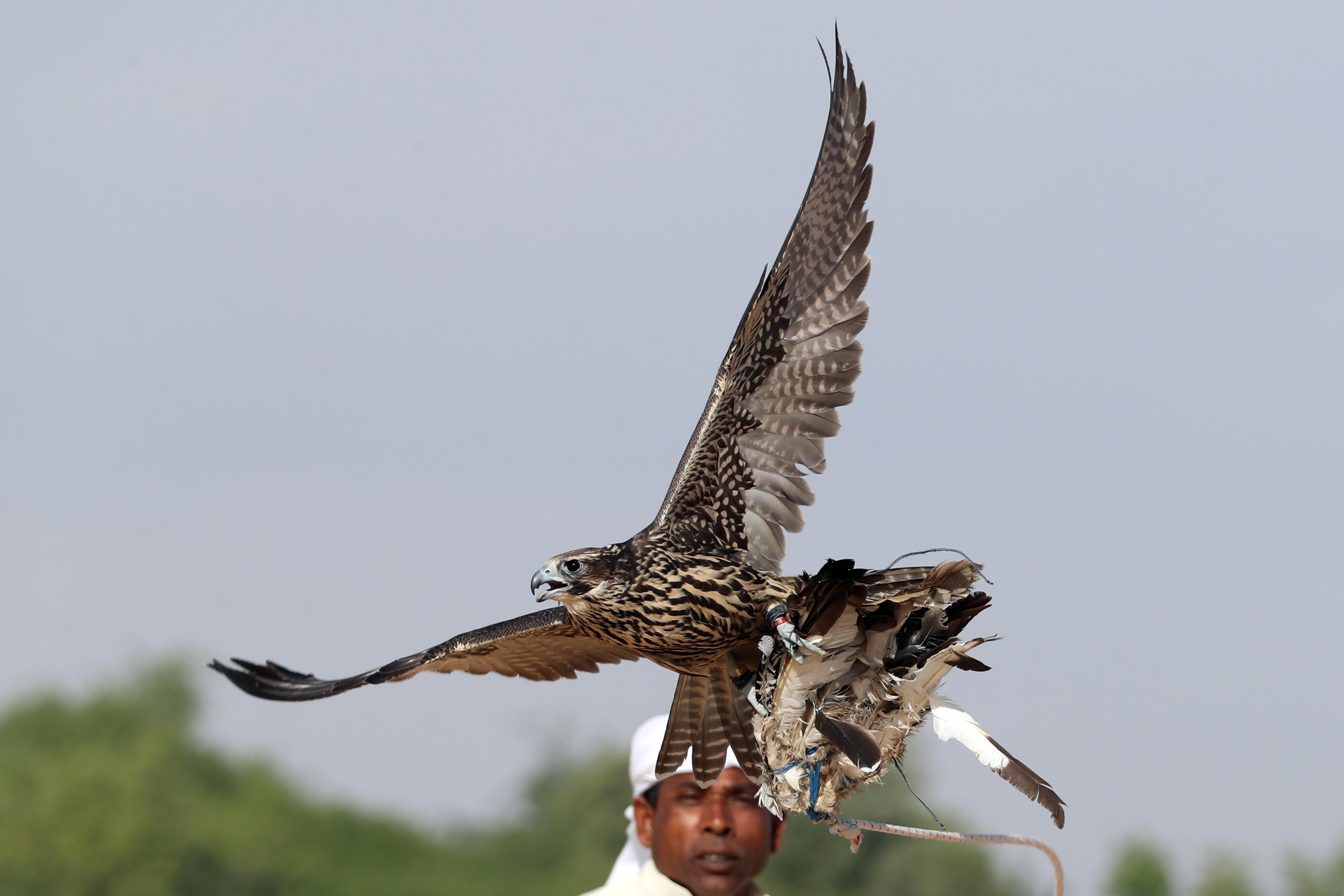 مزاينة مدينة زايد تتوج الفائزين بأشواط المفاريد المحليات والمهجنات الأصايل
