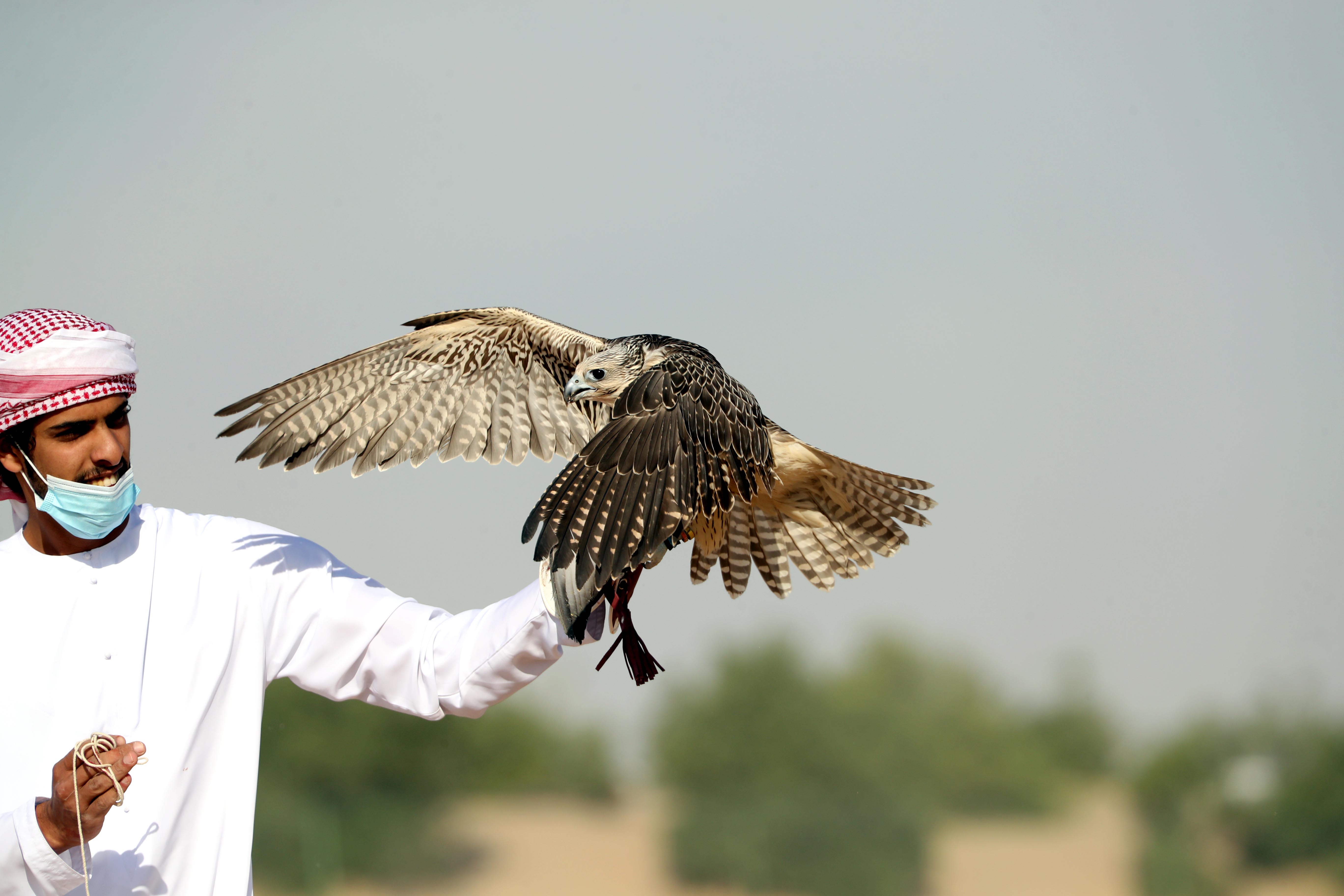 مزاينة مدينة زايد تتوج الفائزين بأشواط المفاريد المحليات والمهجنات الأصايل