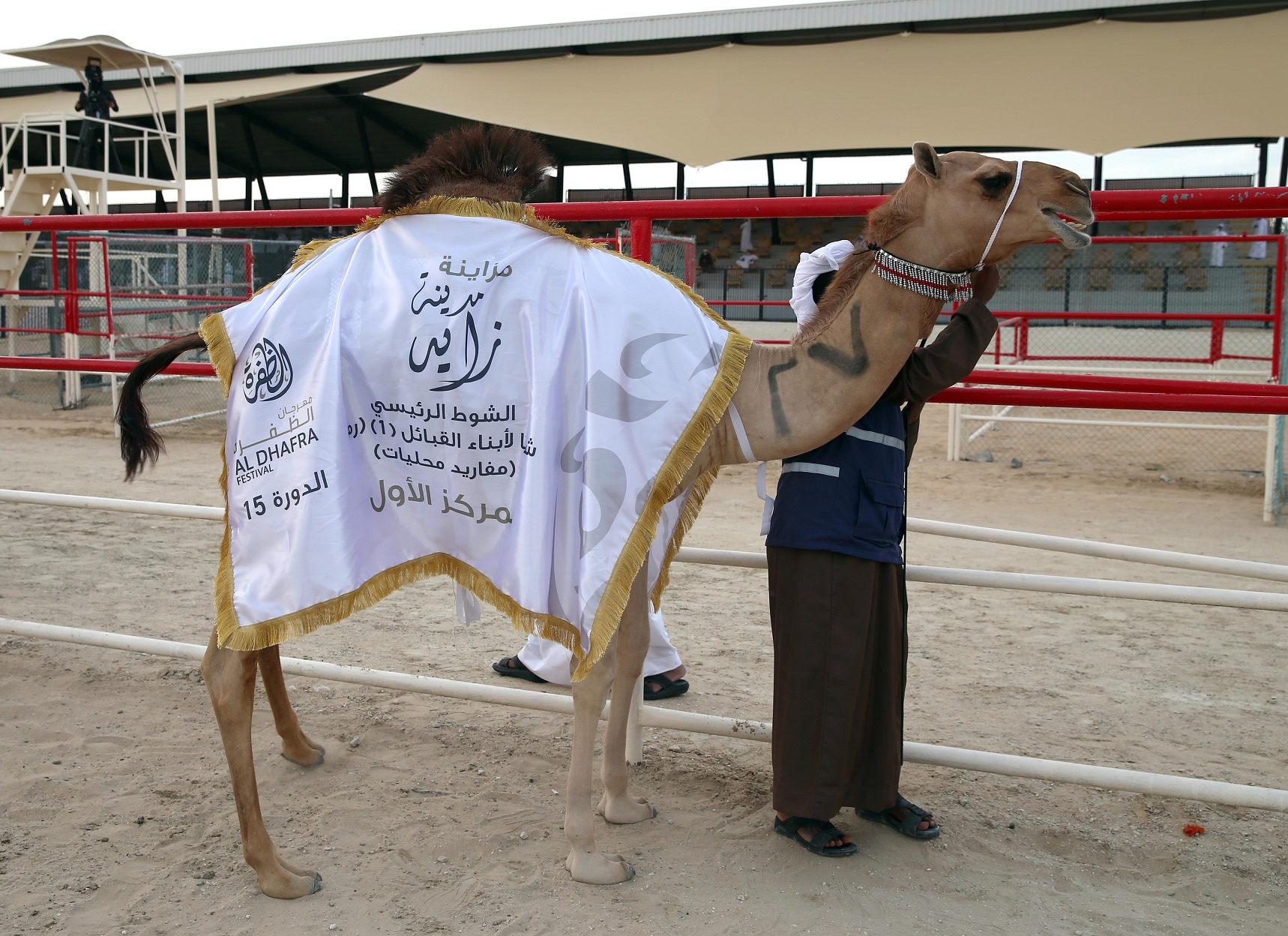 مزاينة مدينة زايد تتوج الفائزين بأشواط المفاريد المحليات والمهجنات الأصايل