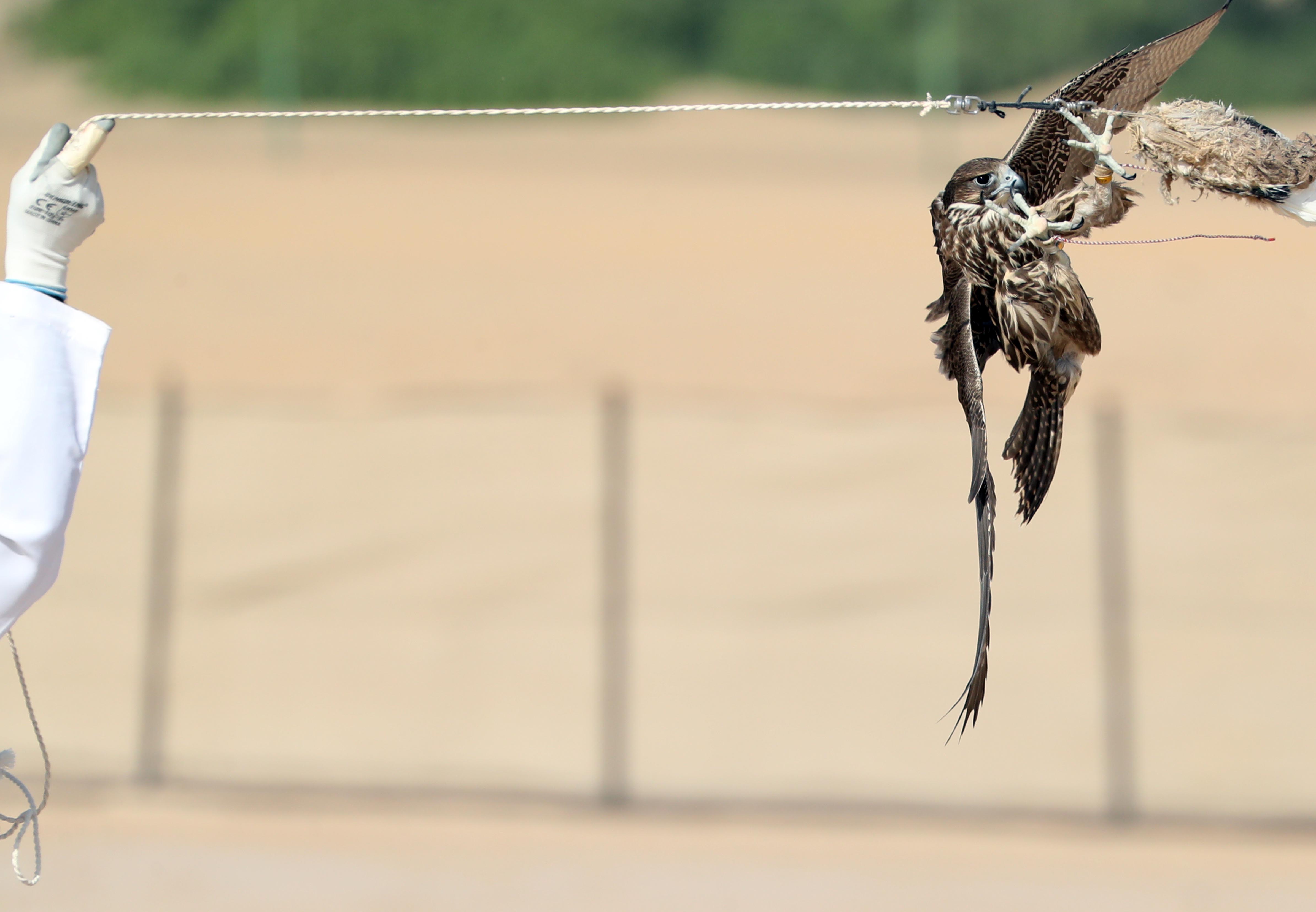 مزاينة مدينة زايد تتوج الفائزين بأشواط المفاريد المحليات والمهجنات الأصايل