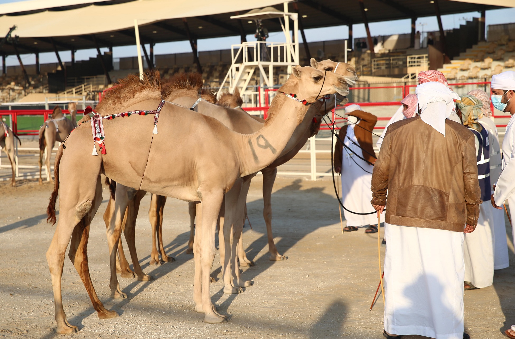 مزاينة مدينة زايد تتوج الفائزين بأشواط المفاريد المحليات والمهجنات الأصايل