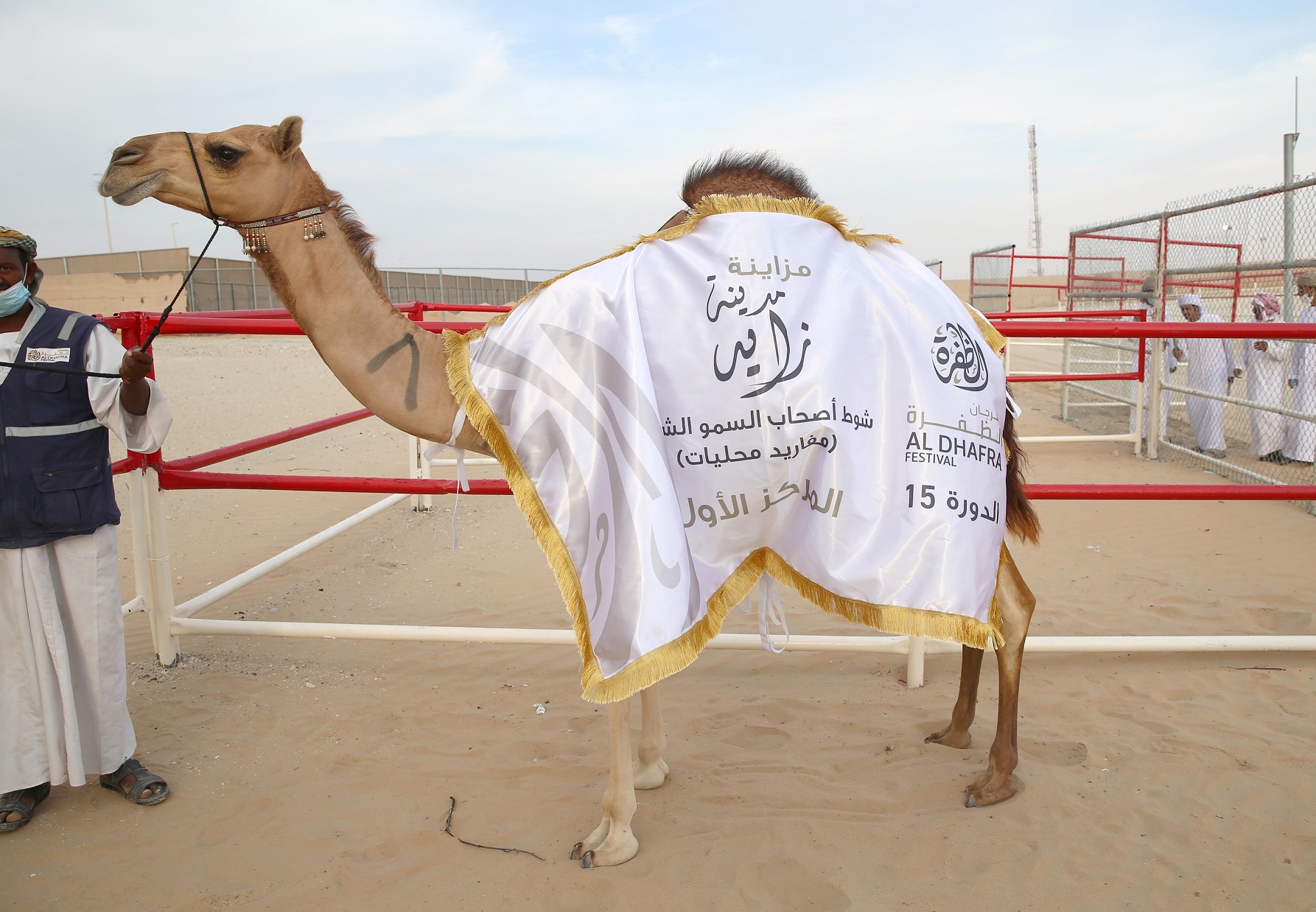 مزاينة مدينة زايد تتوج الفائزين بأشواط المفاريد المحليات والمهجنات الأصايل