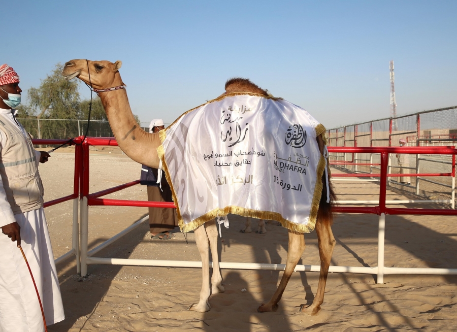 مزاينة مدينة زايد بمهرجان الظفرة تواصل مسابقاتها وسط منافسات قوية بين مُلاك الإبل