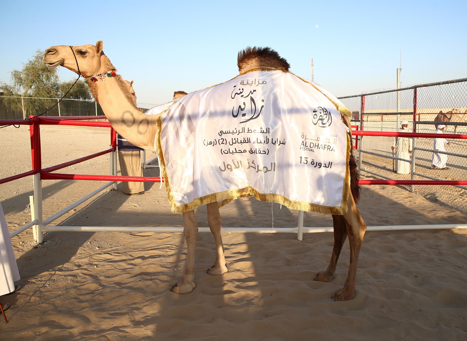 مزاينة مدينة زايد بمهرجان الظفرة تواصل مسابقاتها وسط منافسات قوية بين مُلاك الإبل