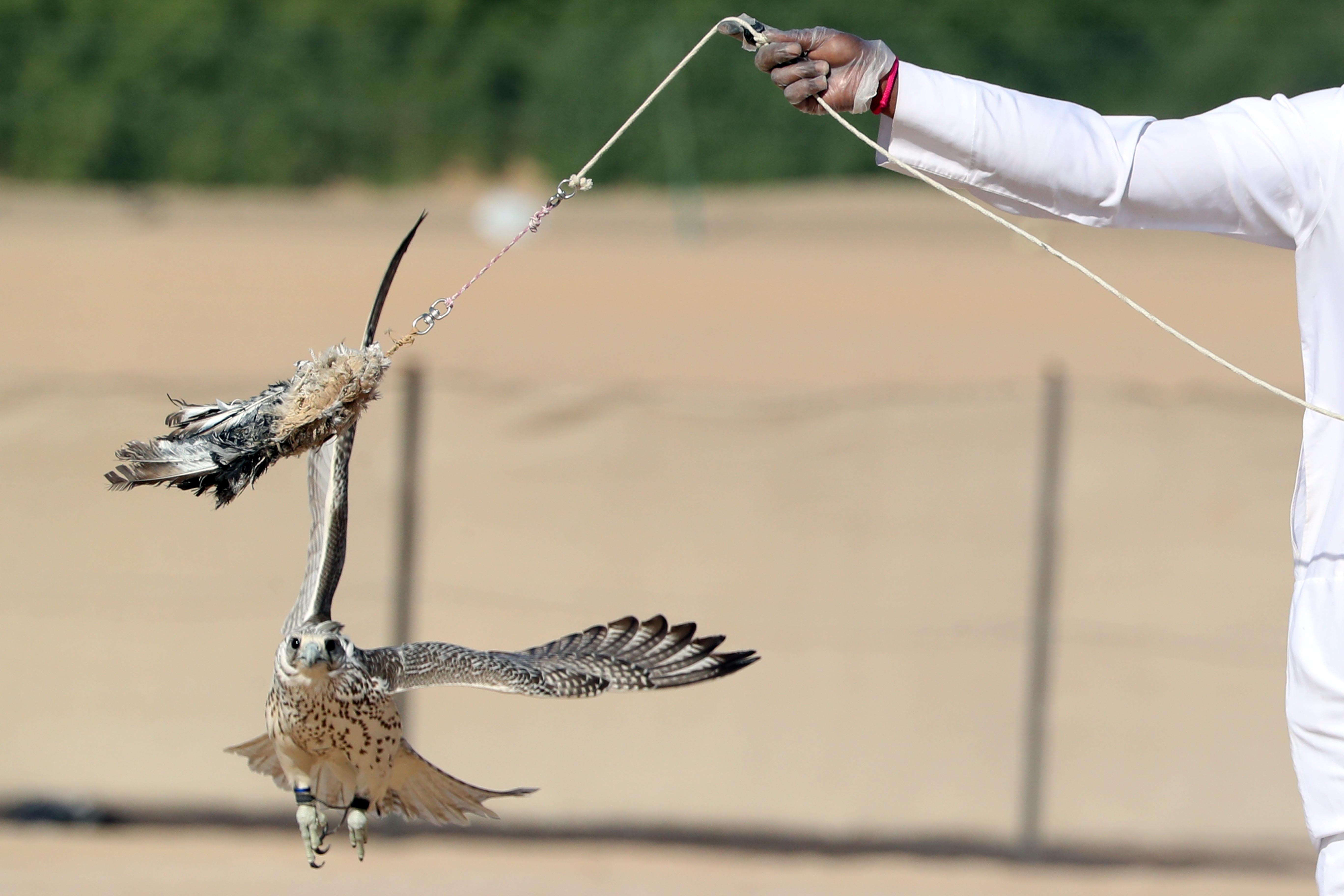 مزاينة مدينة زايد بمهرجان الظفرة تواصل مسابقاتها وسط منافسات قوية بين مُلاك الإبل