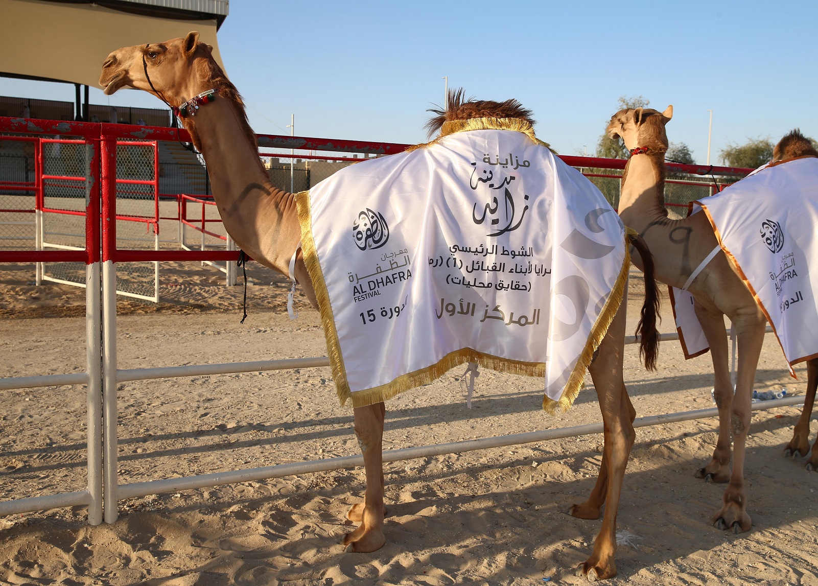 مزاينة مدينة زايد بمهرجان الظفرة تواصل مسابقاتها وسط منافسات قوية بين مُلاك الإبل