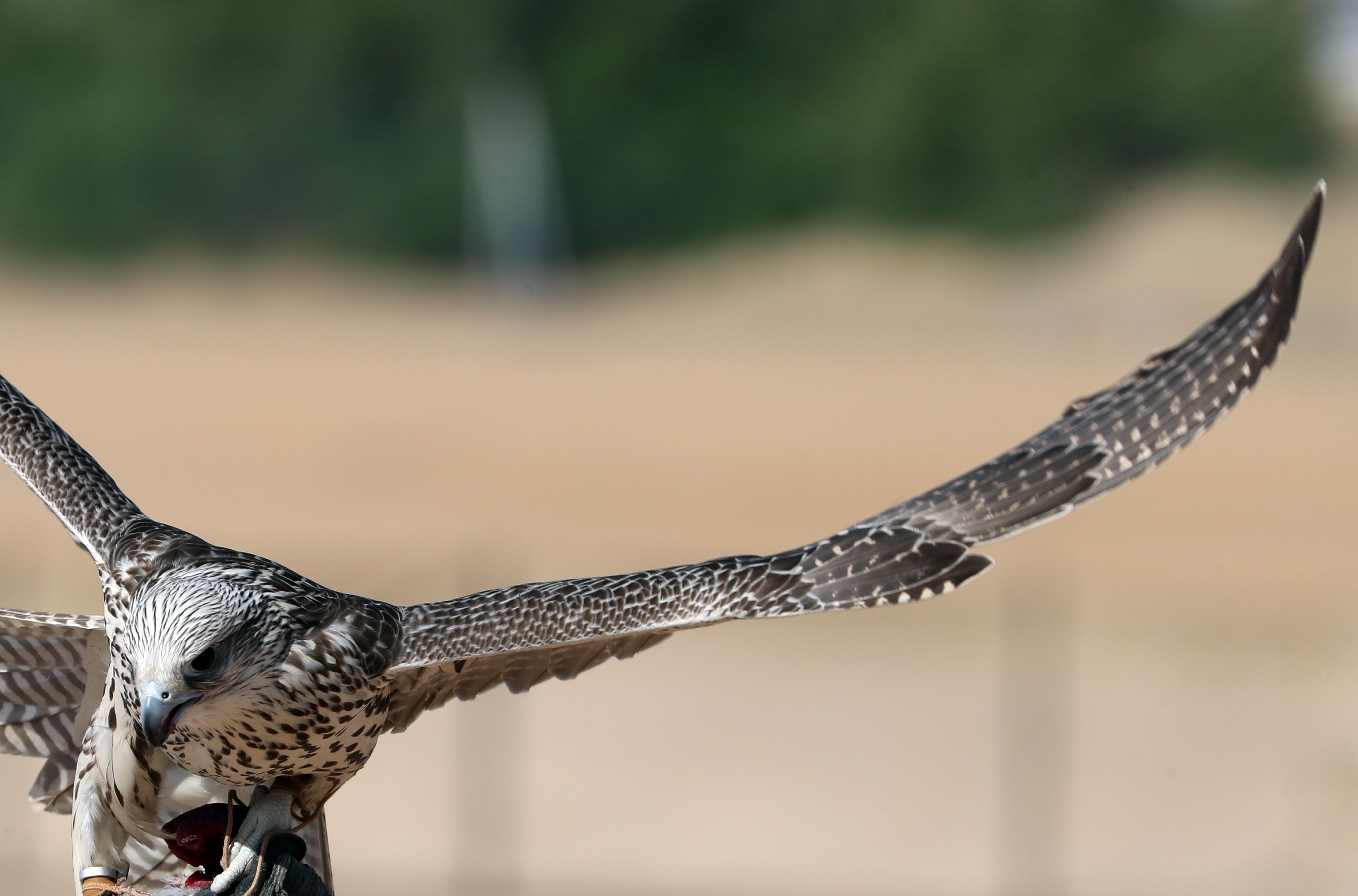 مزاينة مدينة زايد بمهرجان الظفرة تواصل مسابقاتها وسط منافسات قوية بين مُلاك الإبل
