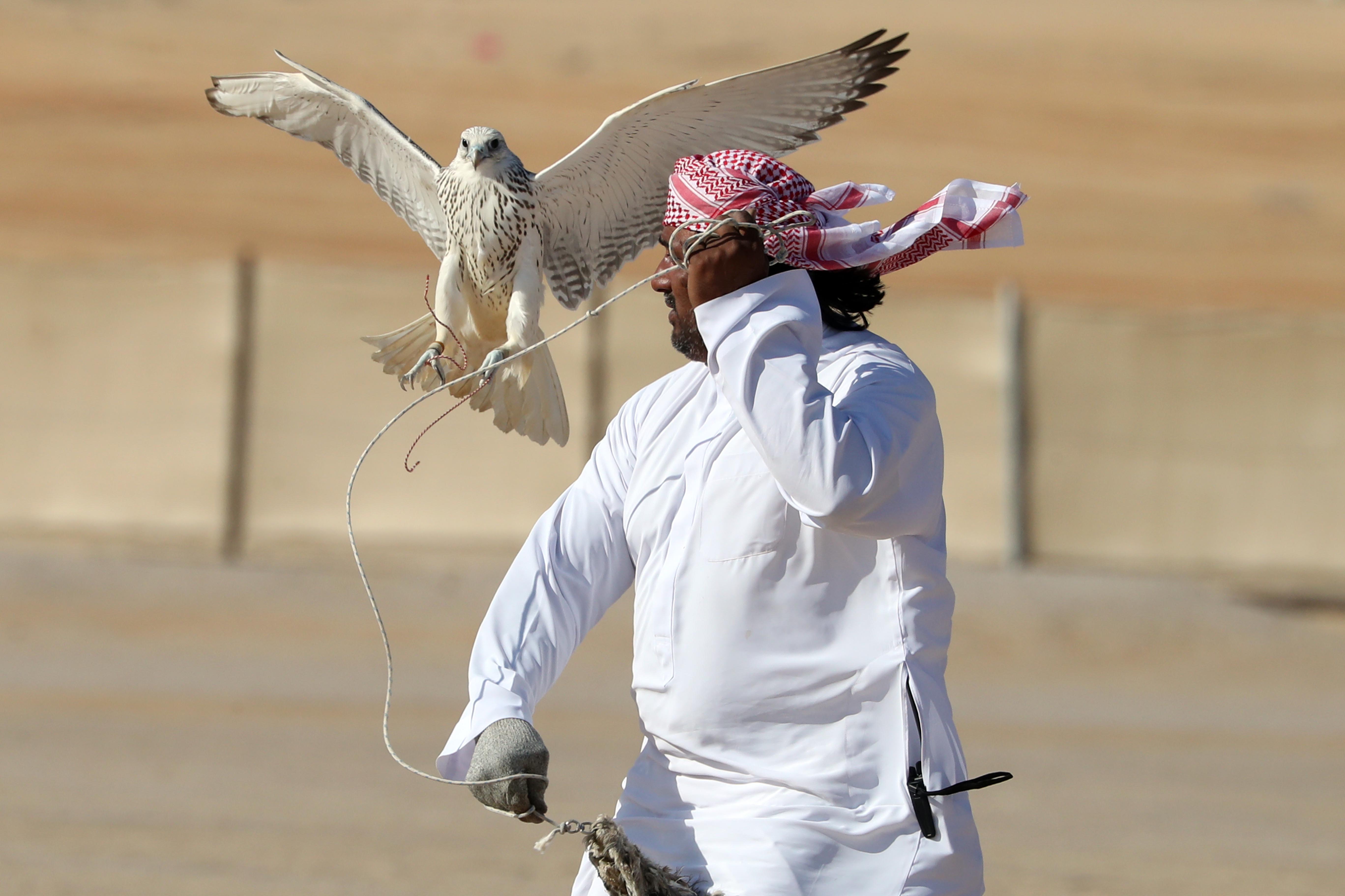مزاينة مدينة زايد بمهرجان الظفرة تواصل مسابقاتها وسط منافسات قوية بين مُلاك الإبل