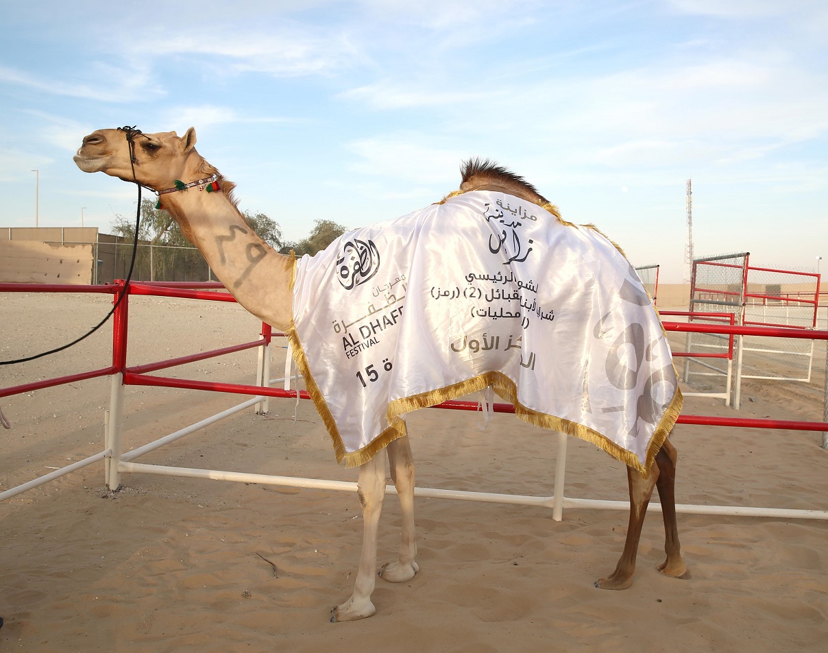 فارس المزروعي يتفقد موقع مزاينة مدينة زايد وميدان الصقور بمهرجان الظفرة