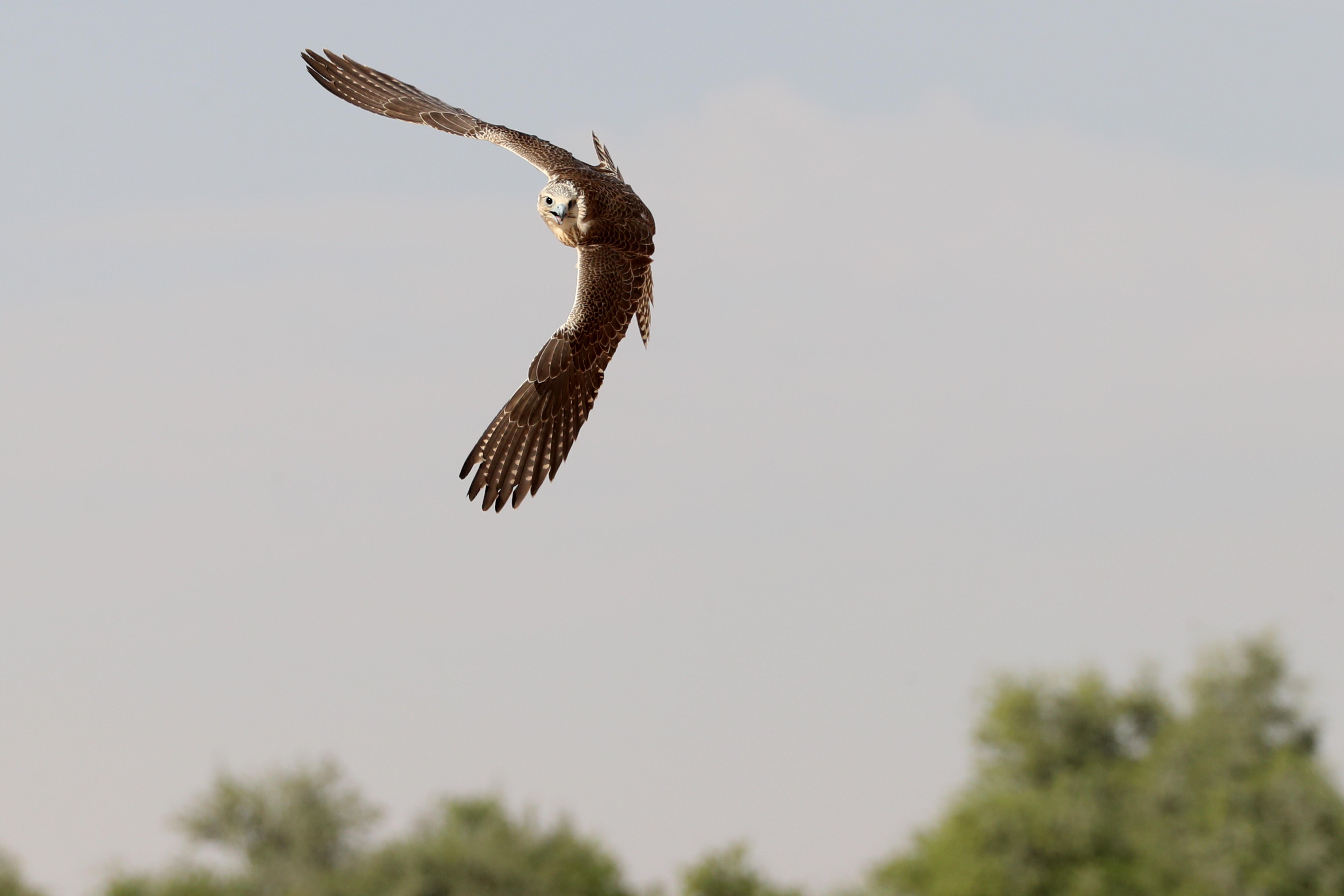 فارس المزروعي يتفقد موقع مزاينة مدينة زايد وميدان الصقور بمهرجان الظفرة