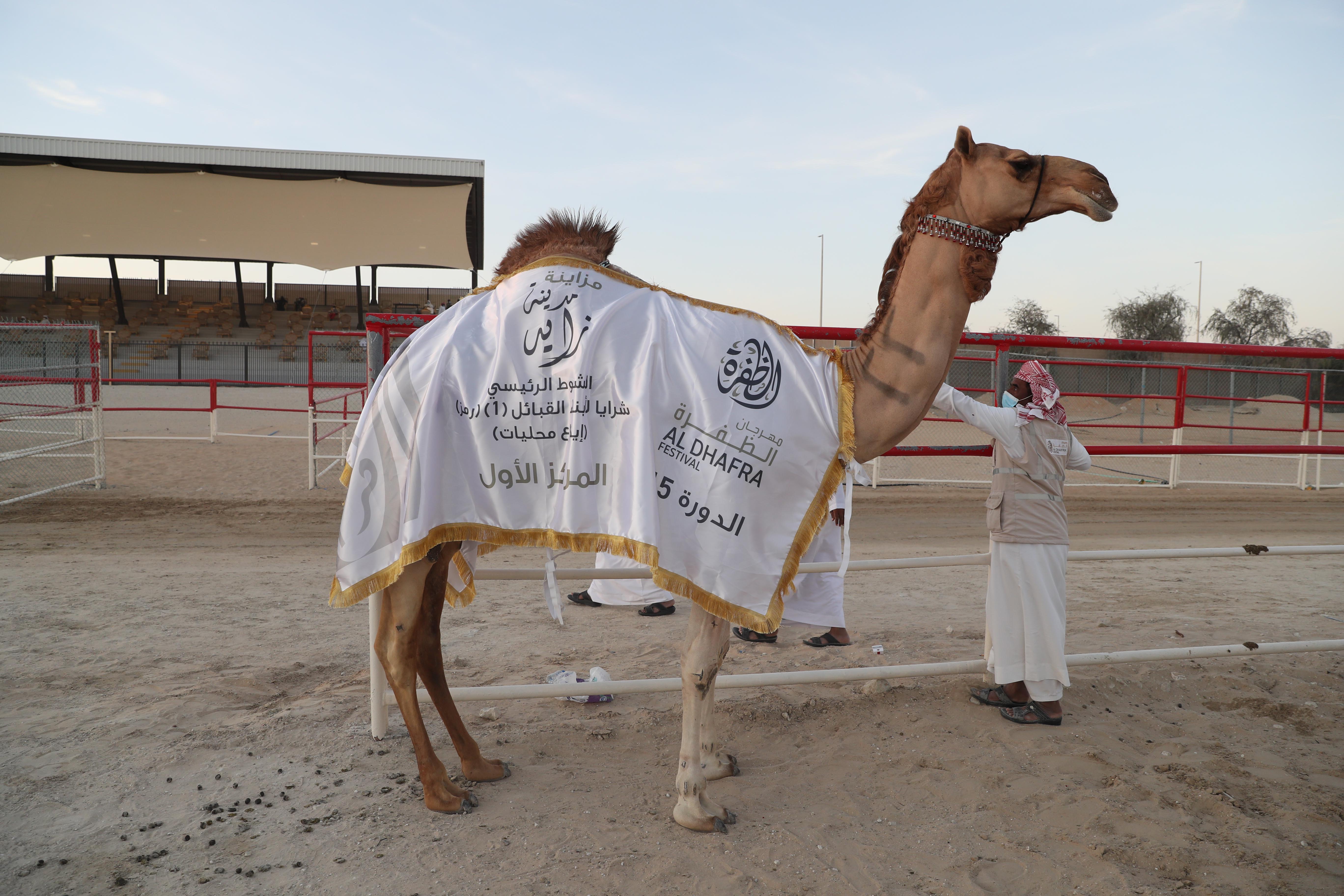 إعلان نتائج الإيذاع المحليات والمفاريد المجاهيم  في مزاينة مدينة زايد للإبل