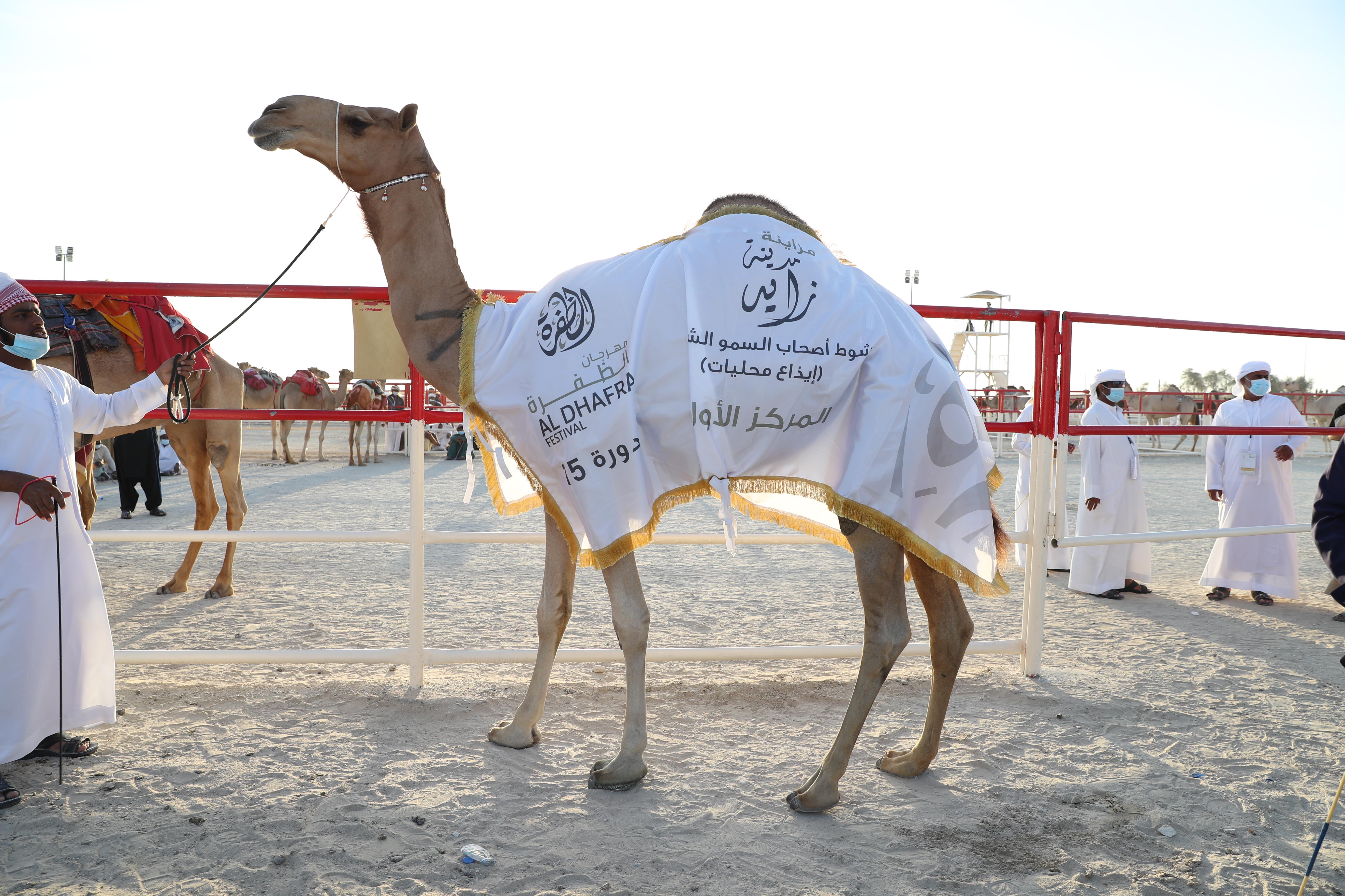 إعلان نتائج الإيذاع المحليات والمفاريد المجاهيم  في مزاينة مدينة زايد للإبل