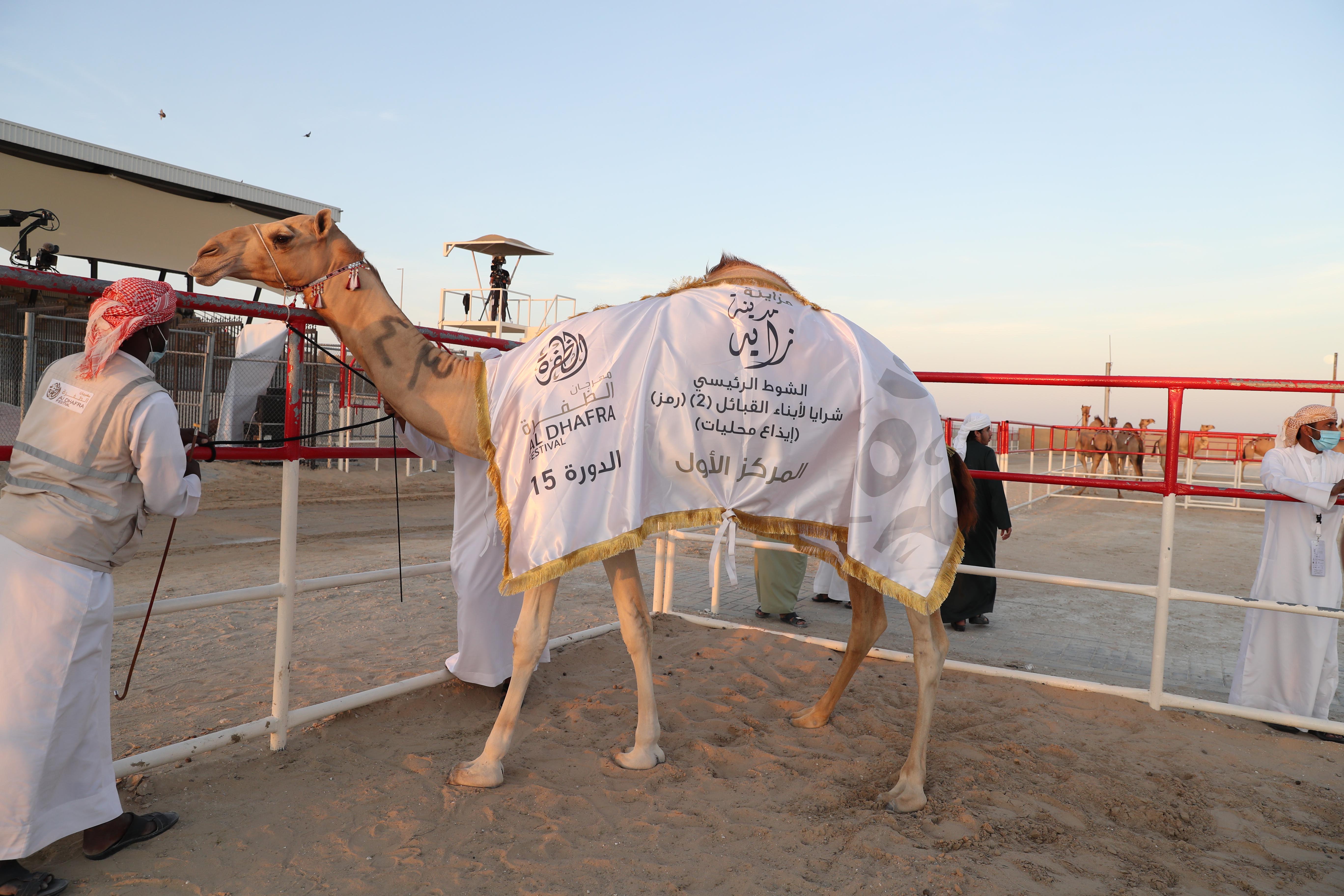 إعلان نتائج الإيذاع المحليات والمفاريد المجاهيم  في مزاينة مدينة زايد للإبل