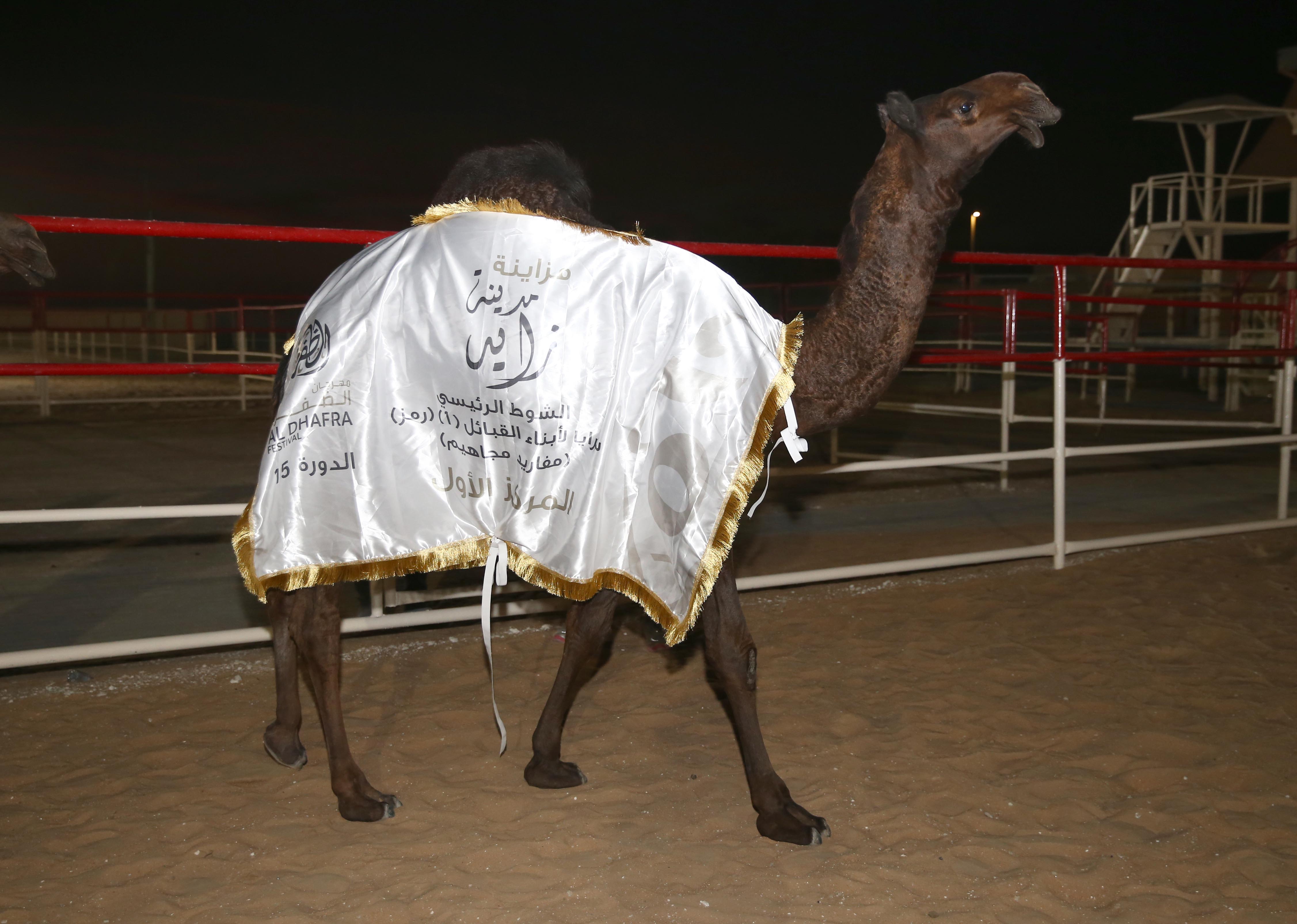 إعلان نتائج الإيذاع المحليات والمفاريد المجاهيم  في مزاينة مدينة زايد للإبل