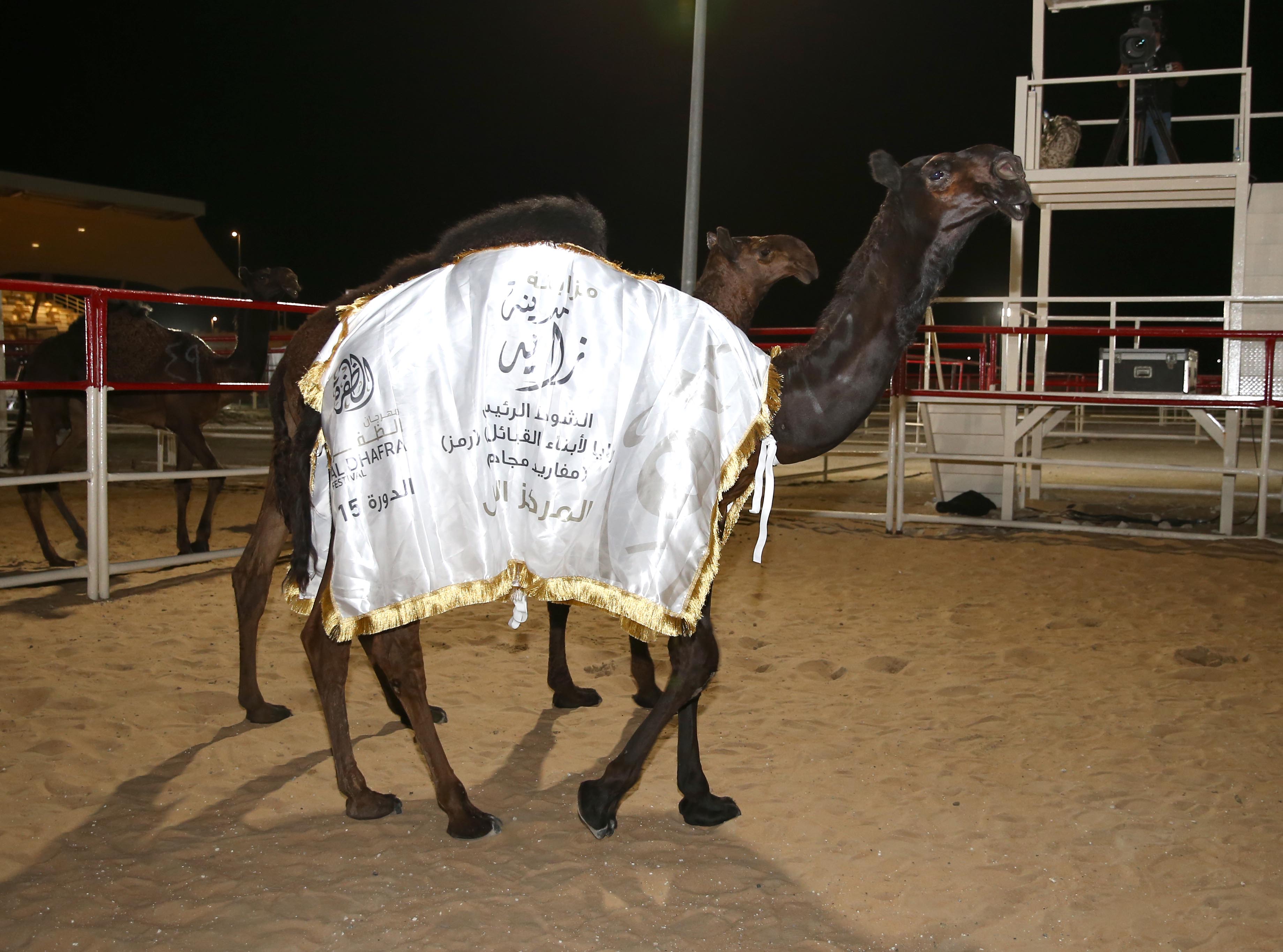 إعلان نتائج الإيذاع المحليات والمفاريد المجاهيم  في مزاينة مدينة زايد للإبل