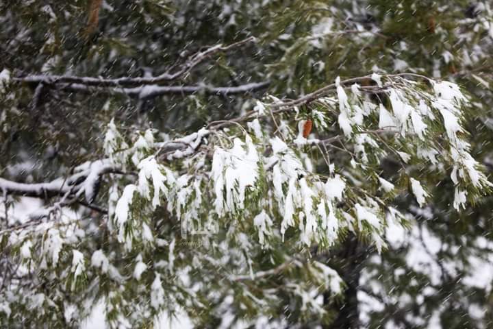 محافظ عجلون: بدء تساقط الثلوج في رأس منيف ولا إغلاقات