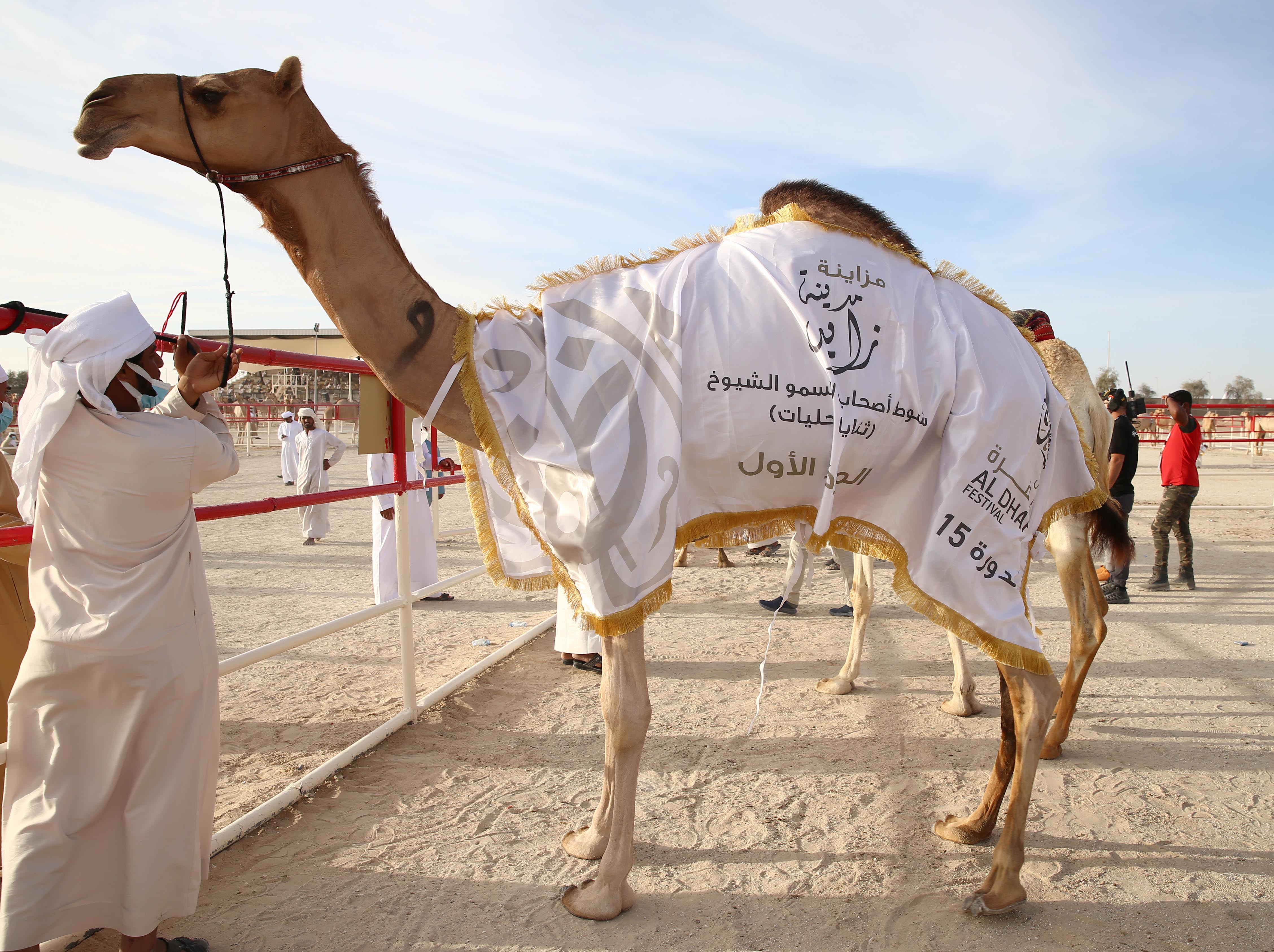 تتويج أشواط الثنايا المحليات والحقايق المجاهيم بمزاينة مدينة زايد للإبل