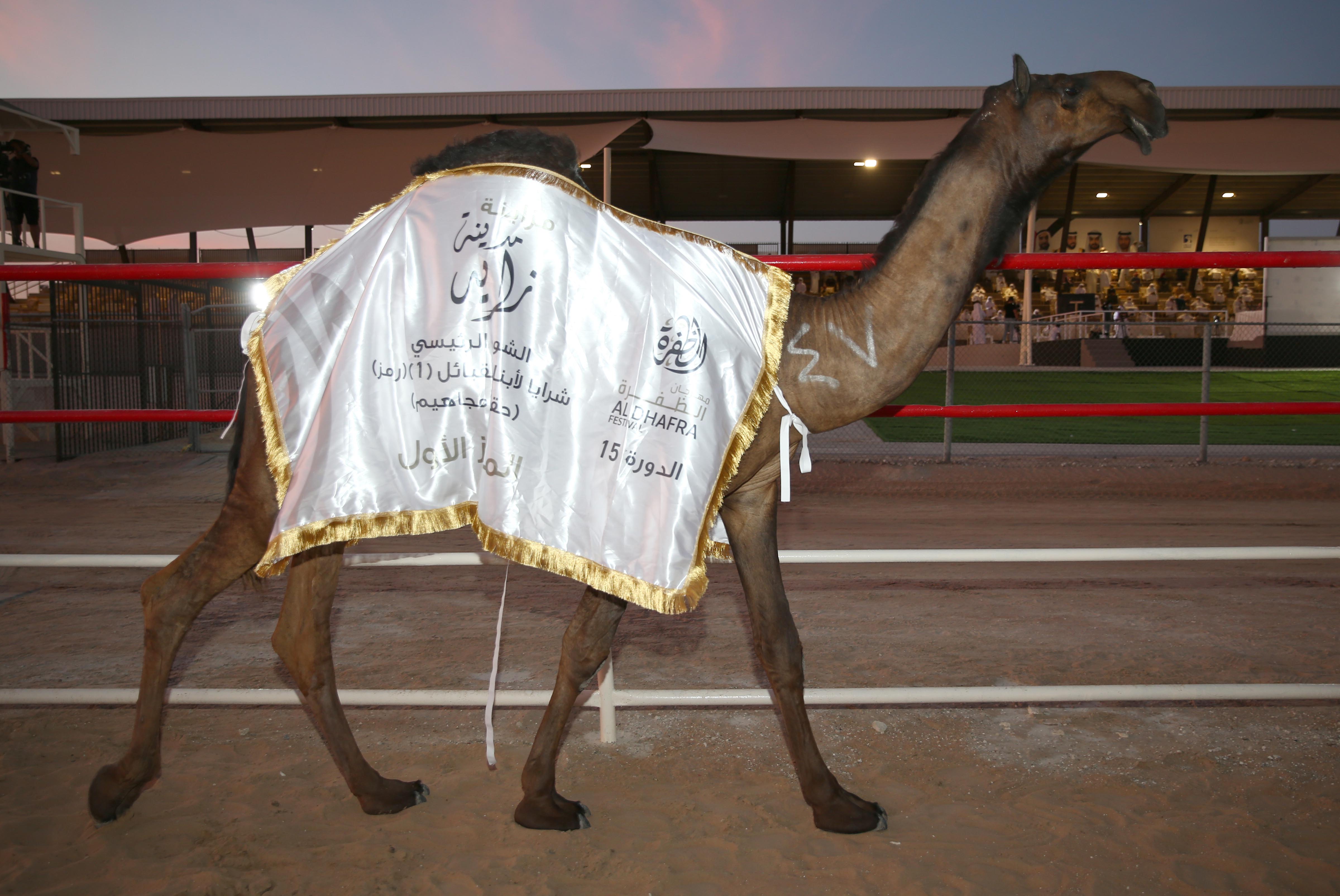 تتويج أشواط الثنايا المحليات والحقايق المجاهيم بمزاينة مدينة زايد للإبل