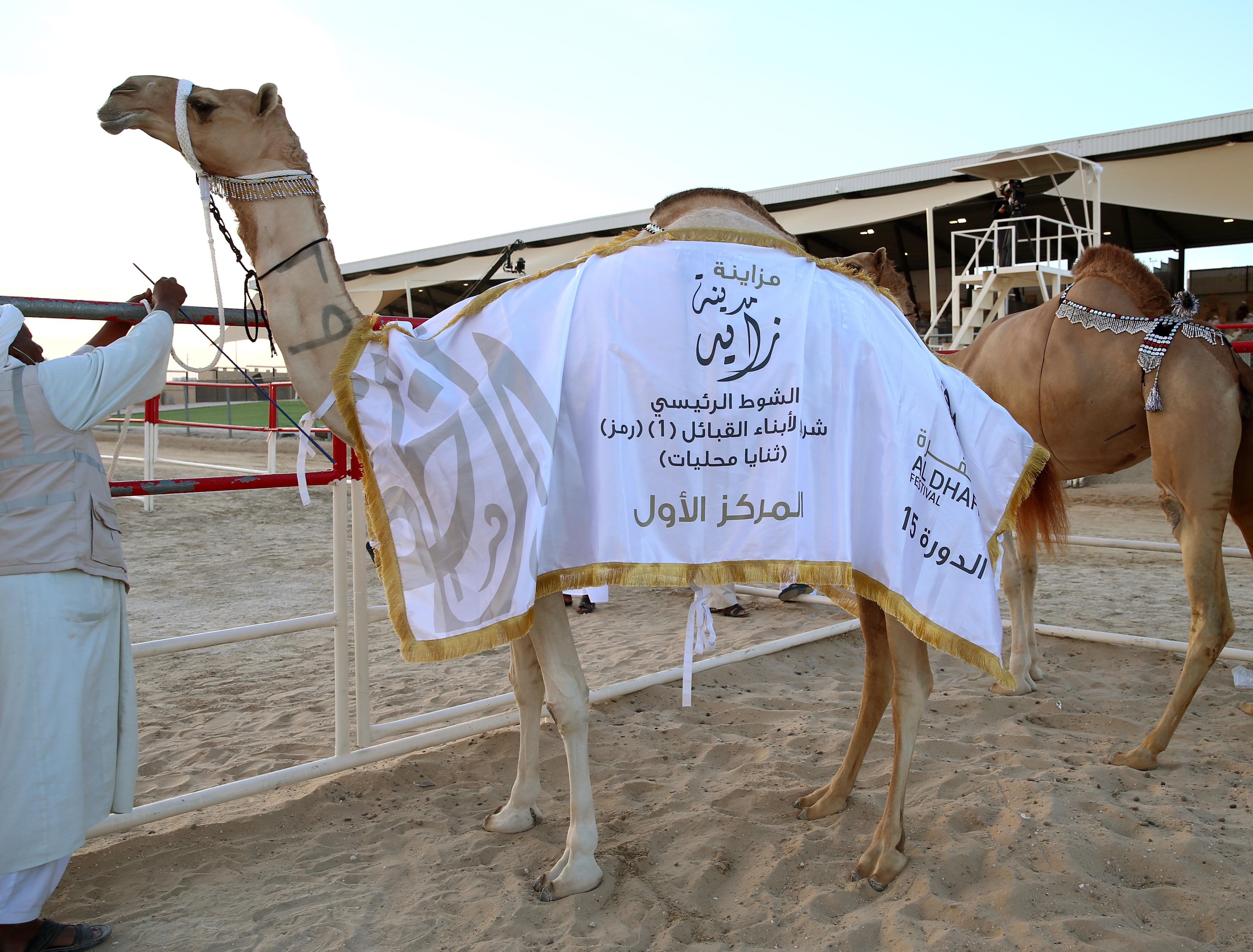 تتويج أشواط الثنايا المحليات والحقايق المجاهيم بمزاينة مدينة زايد للإبل