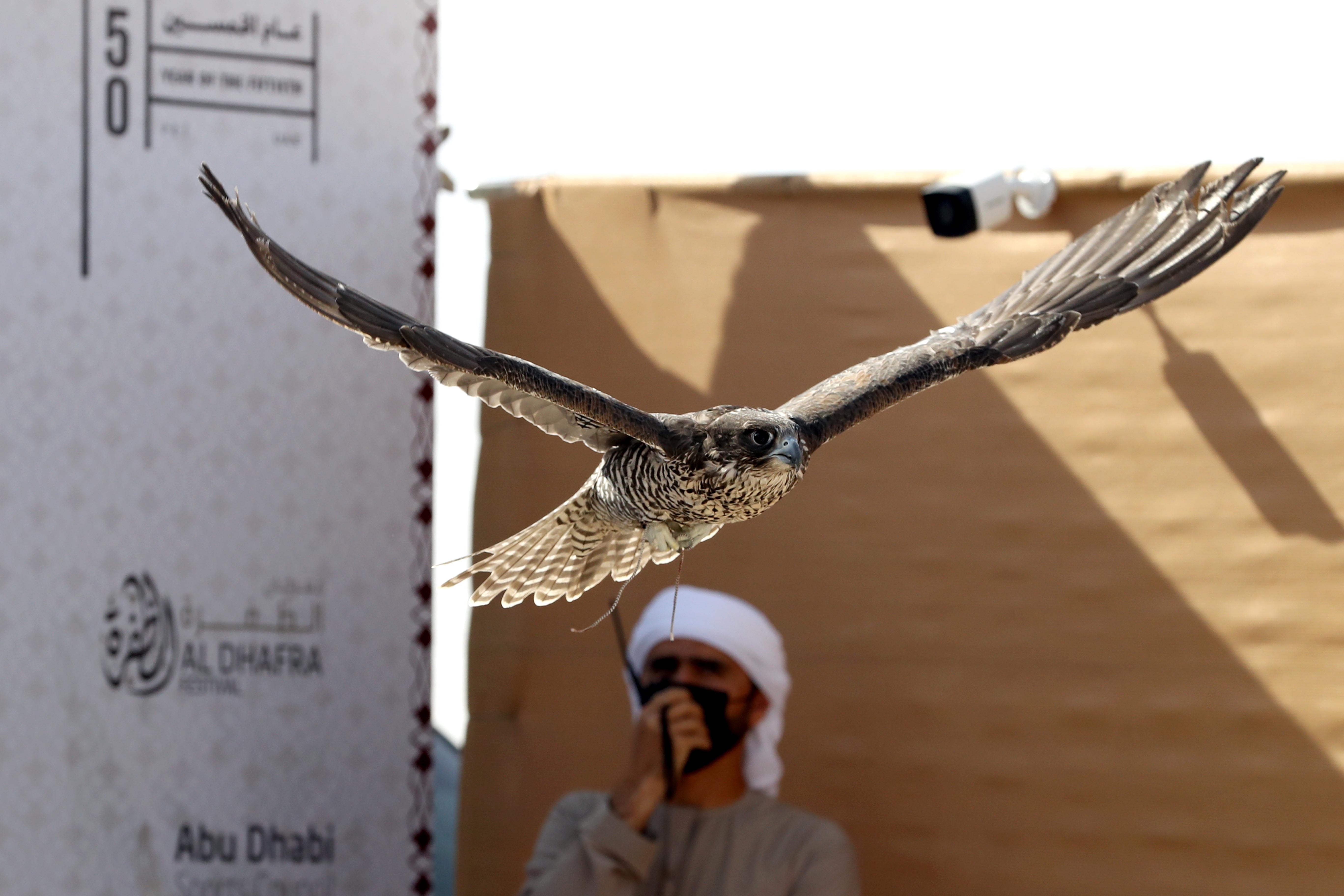 تتويج أشواط الثنايا المحليات والحقايق المجاهيم بمزاينة مدينة زايد للإبل